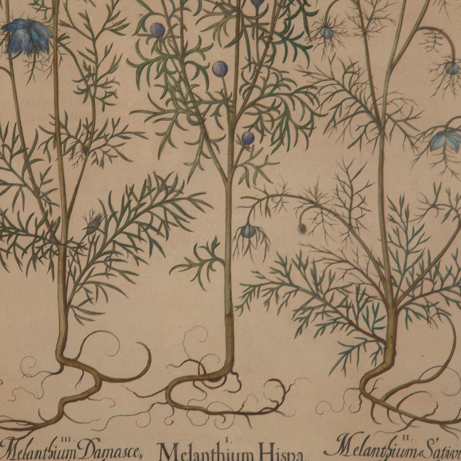 18th Century and Earlier Exceptional Basilius Besler of Melanthium Hispa
