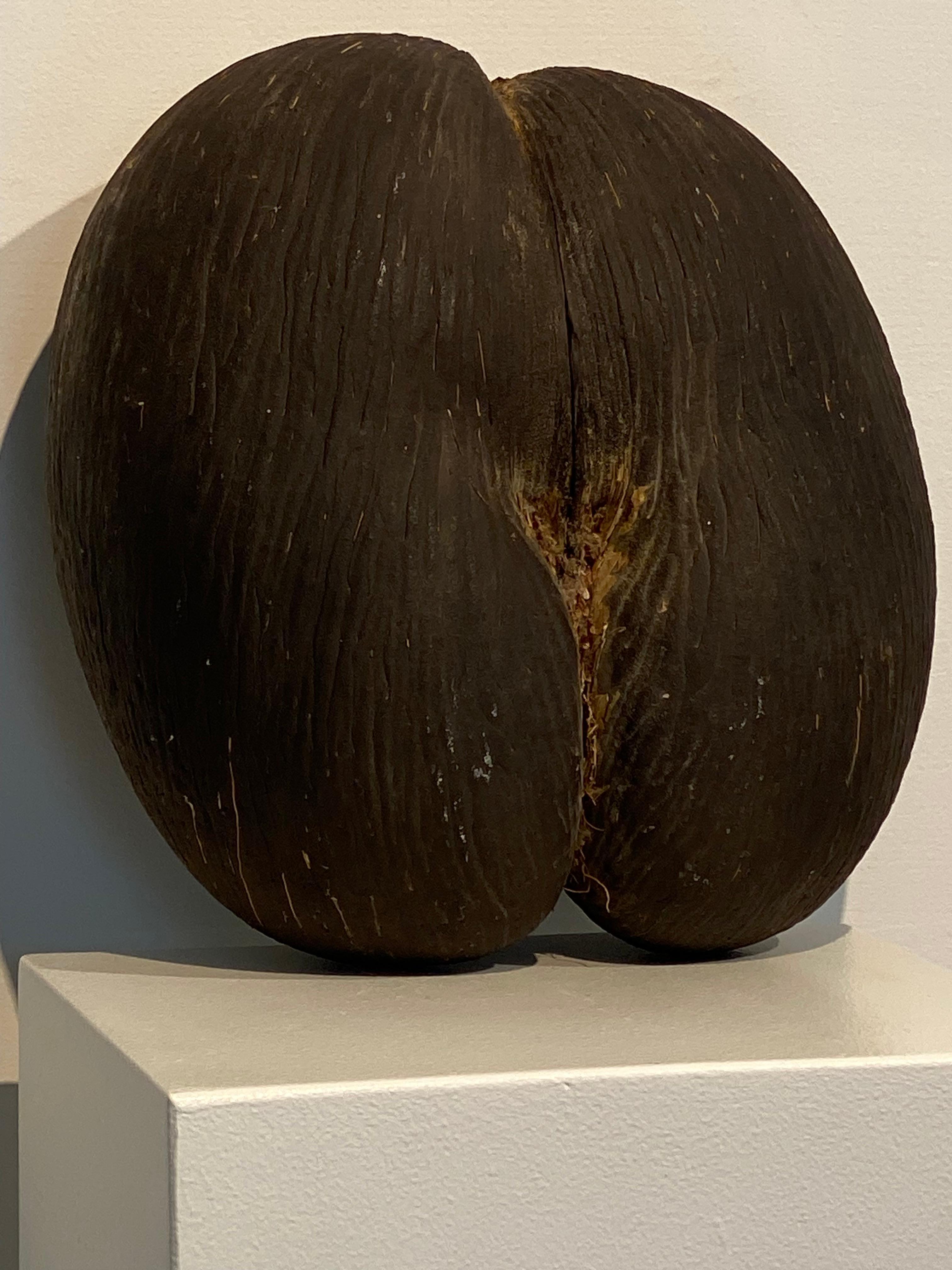 Exceptionnel Coco de Mer des Antilles 4