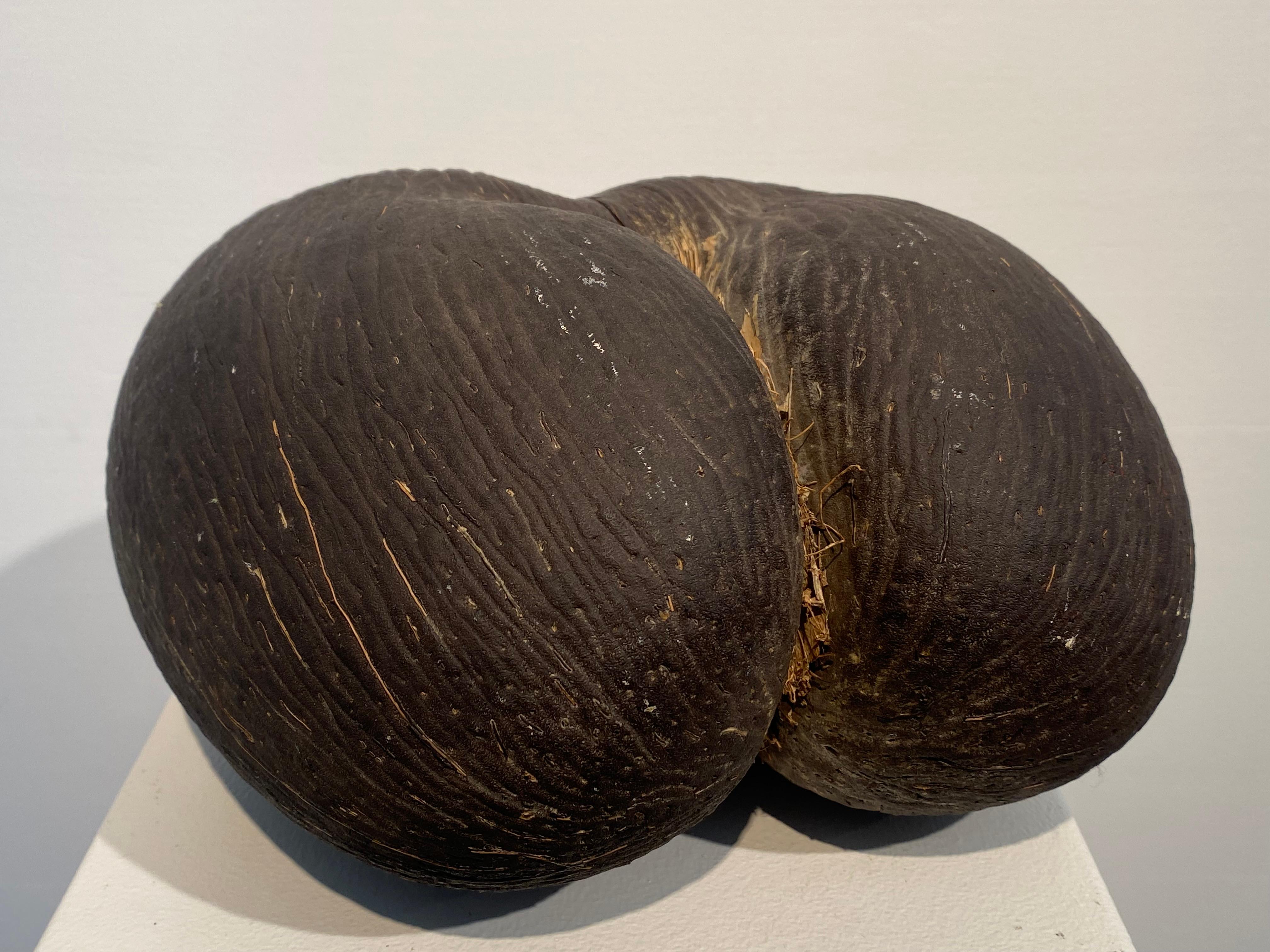 Beautiful Coco de Mer, Coco de Fesses or Coco D'Amour
from the Seychelles Islands in particular from Isle Pralin,
this iconic nut has a great warm color and shine, it has its symmetrical shape 
and is in its natural condition,
beautiful object to