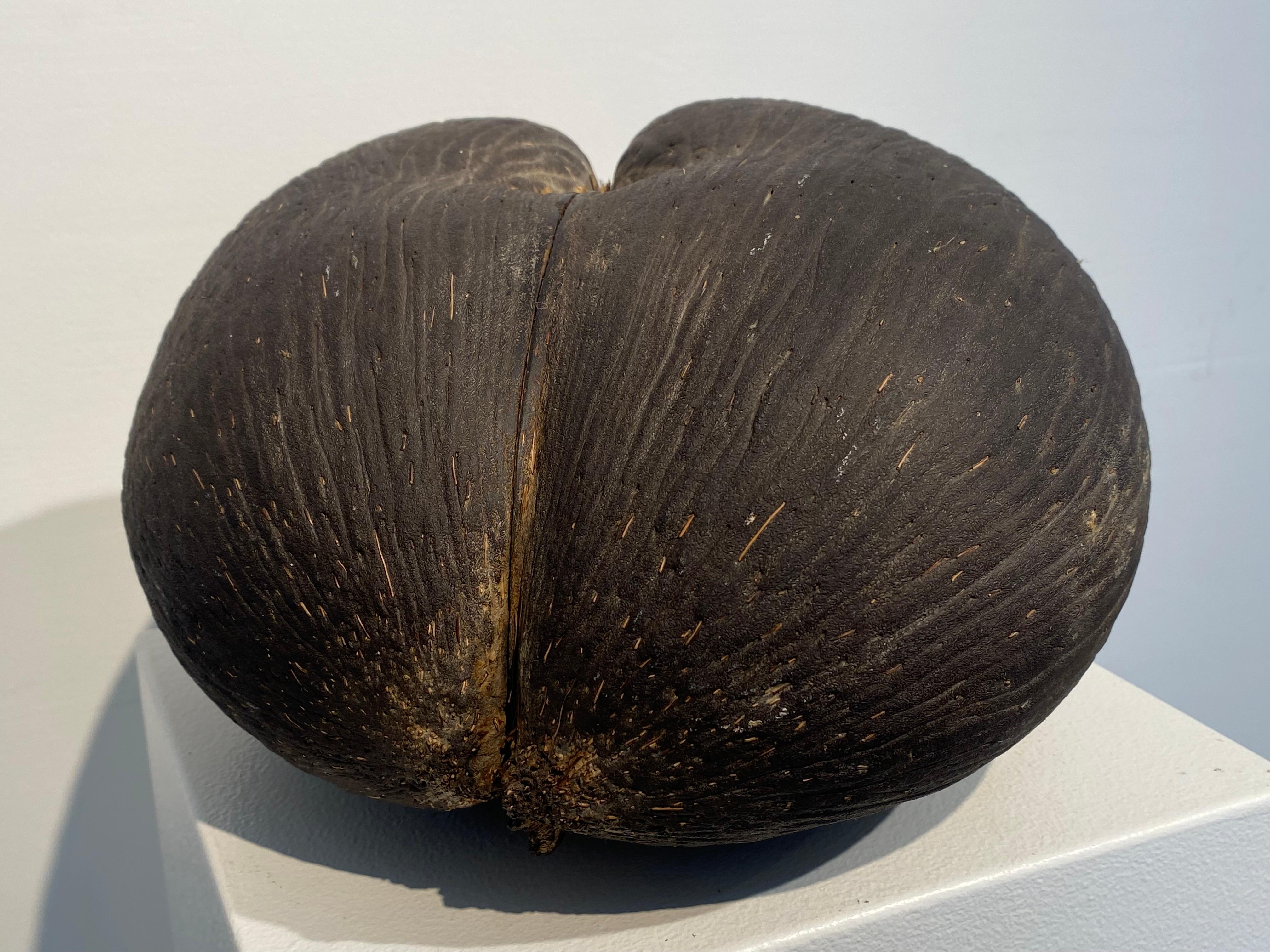 coco d'amour seychelles