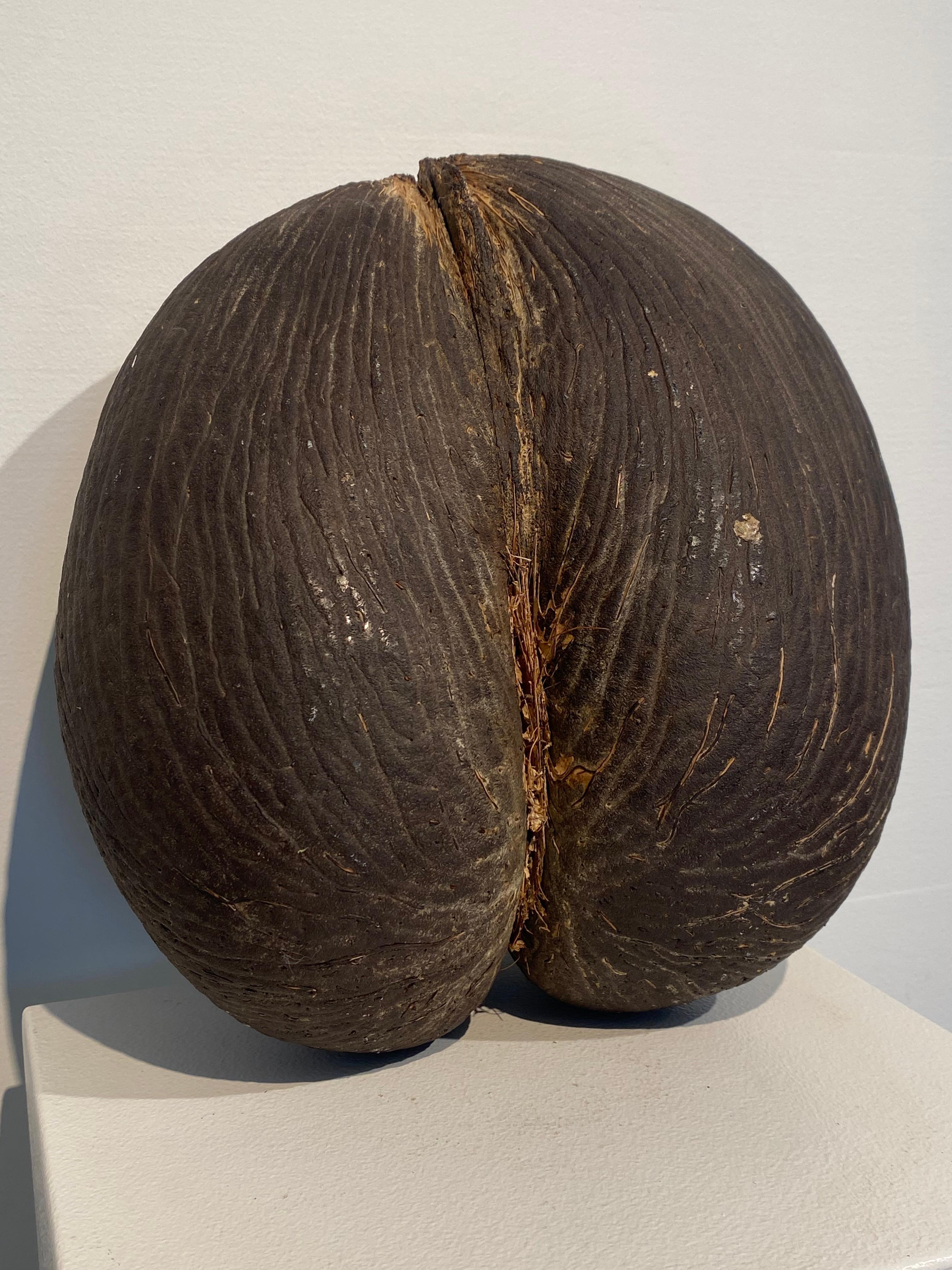 Coconut Exceptional Coco de Mer from the Seychelles For Sale