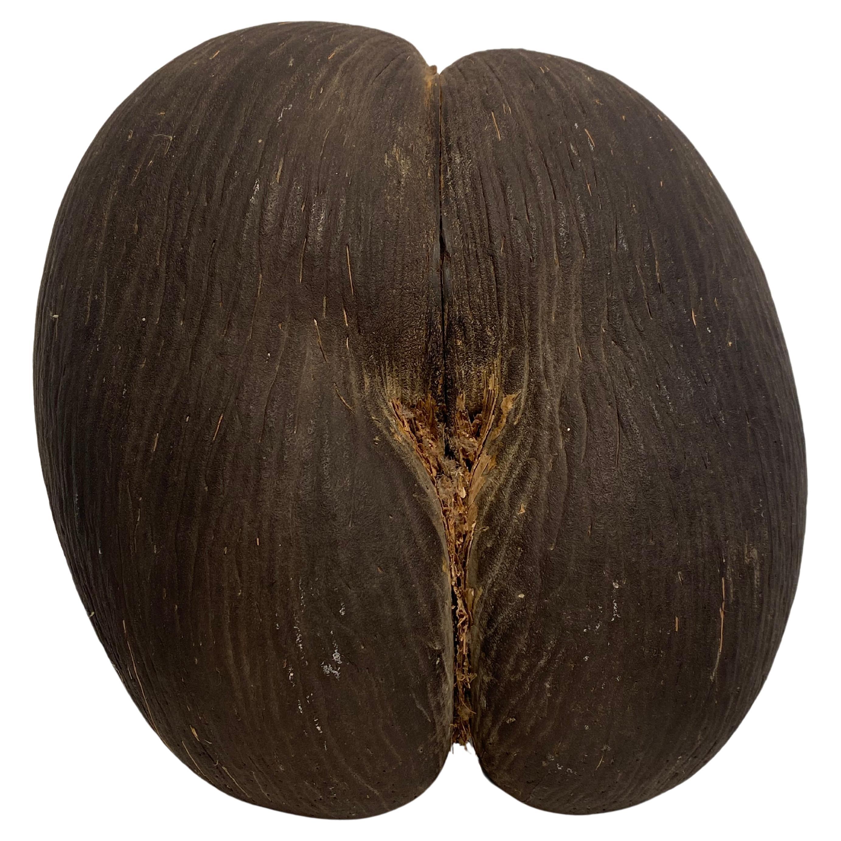 Exceptional Coco de Mer from the Seychelles For Sale