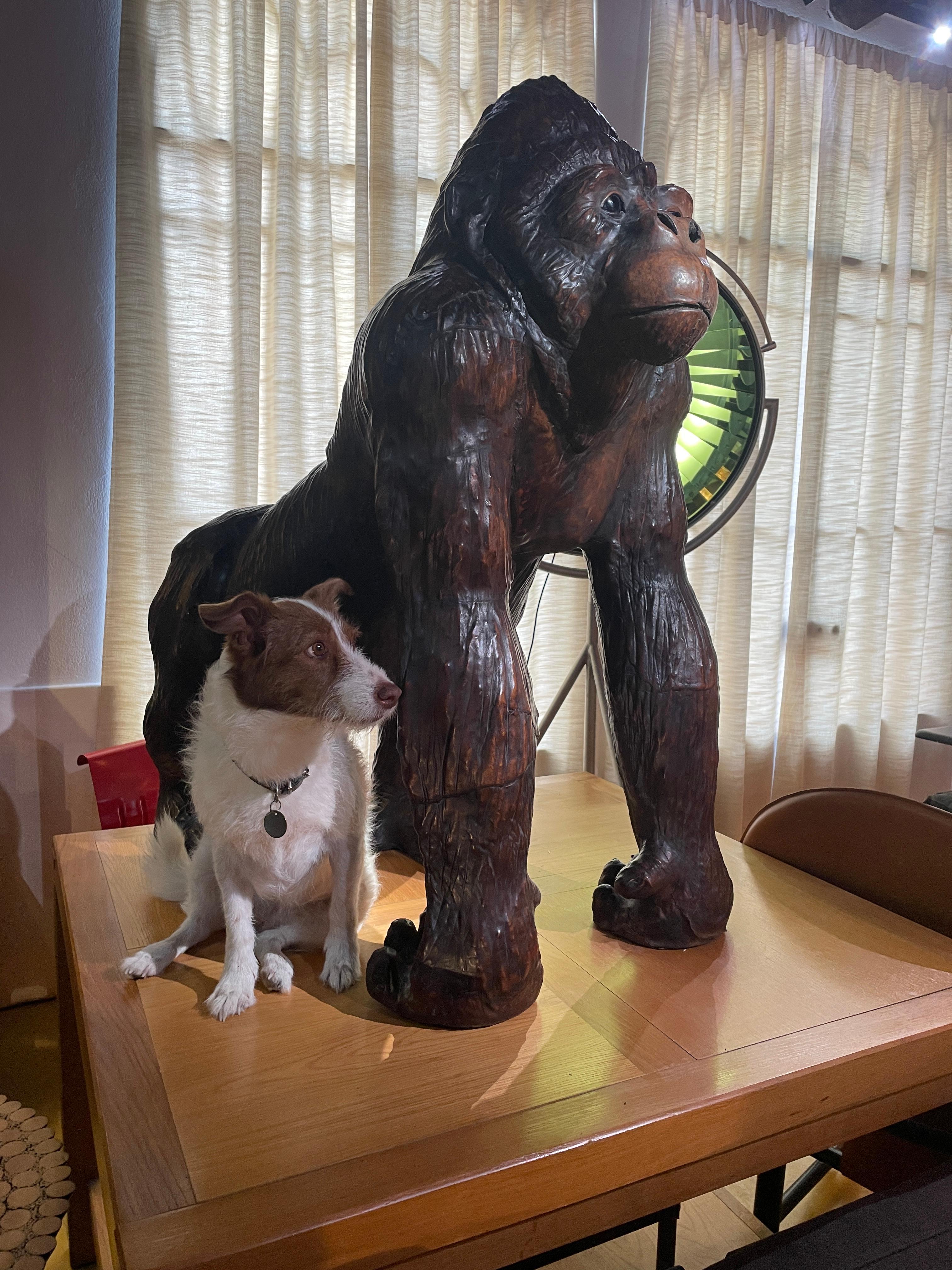 Rare French Realistic Gorilla Diorama Sculpture dating from the second half of the 19th century, the period of the first depictions of this ape in Europe, shortly after its scientific discovery.

Probably from the diorama of the Natural History