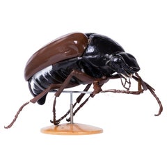 Exceptional Large Beetle University Teaching Model