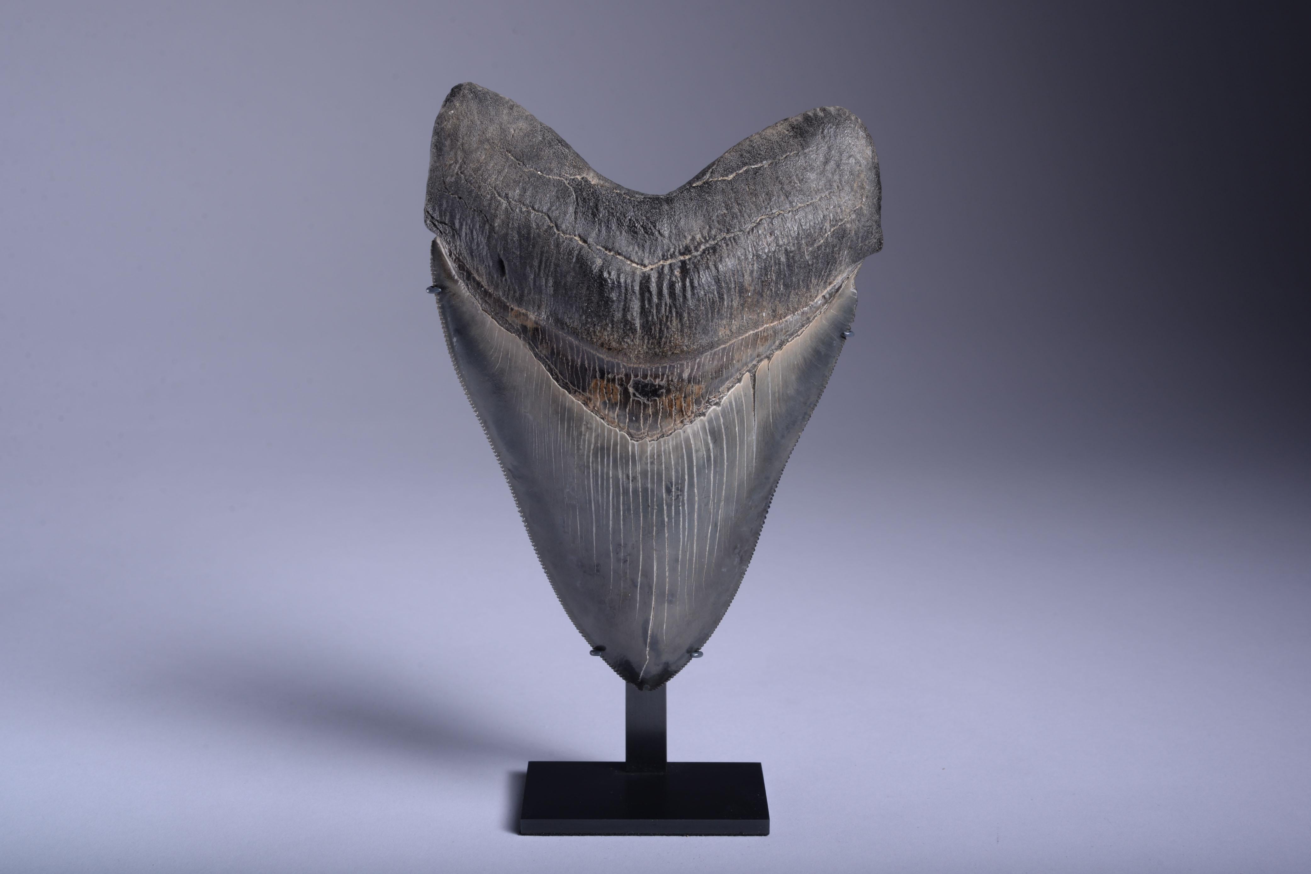 Large megalodon tooth
circa 25-2 Million y/o

This exceedingly large and beautifully preserved serrated tooth would have once lined the mouth of a Megalodon shark (Carcharocles megalodon) - the size, at 5 1/2 inches, is impressive, and indicates