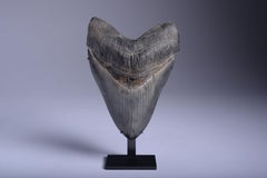 Grande dentelle fossile Megalodon
