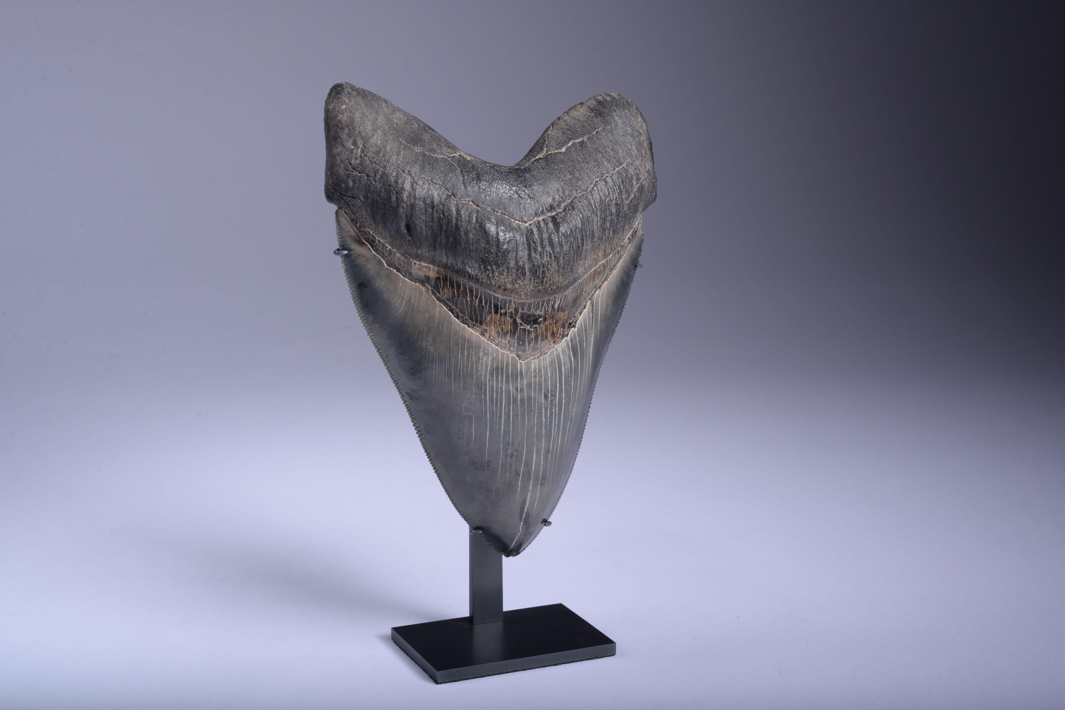 how big is a megalodon tooth
