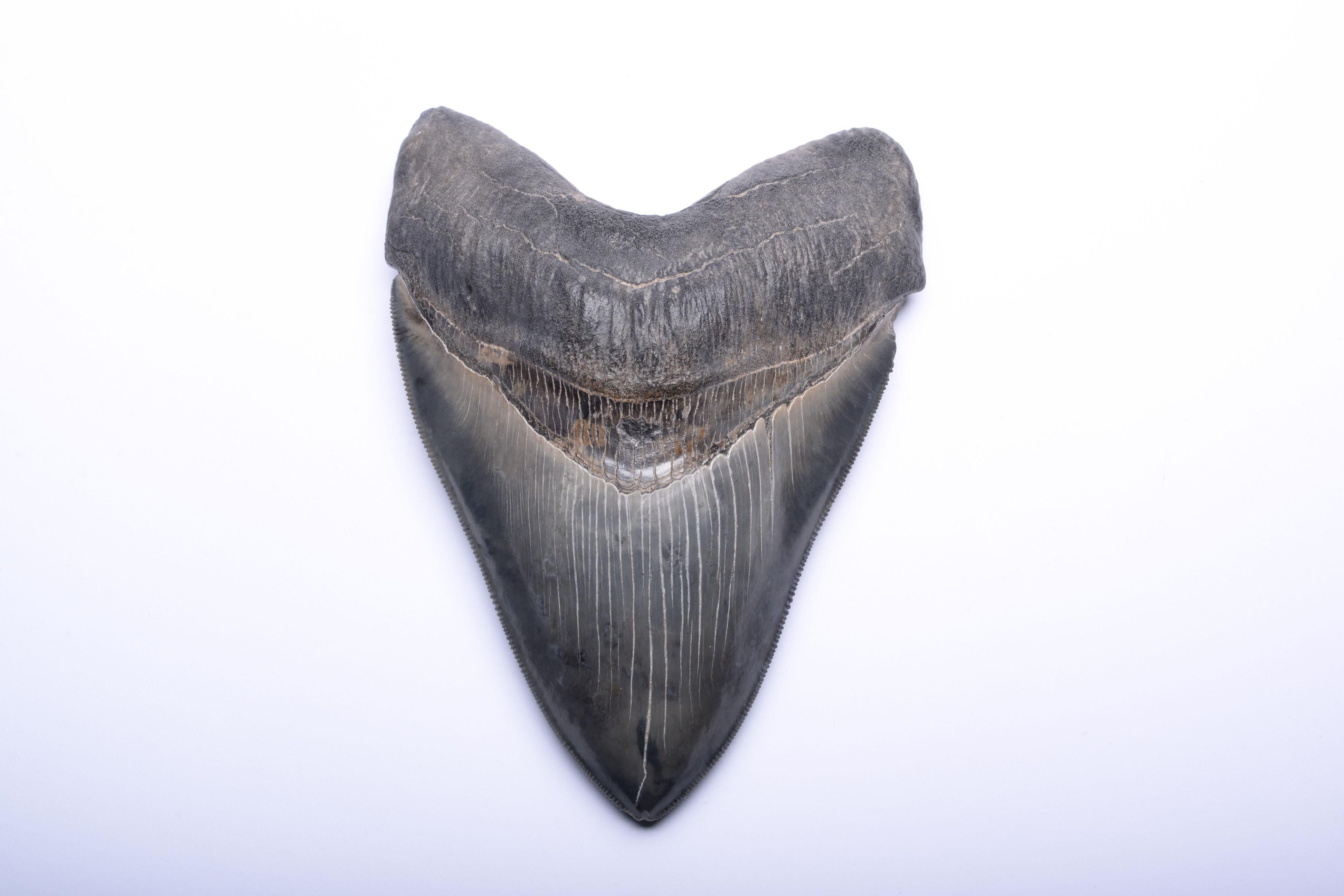 what does a megalodon tooth look like