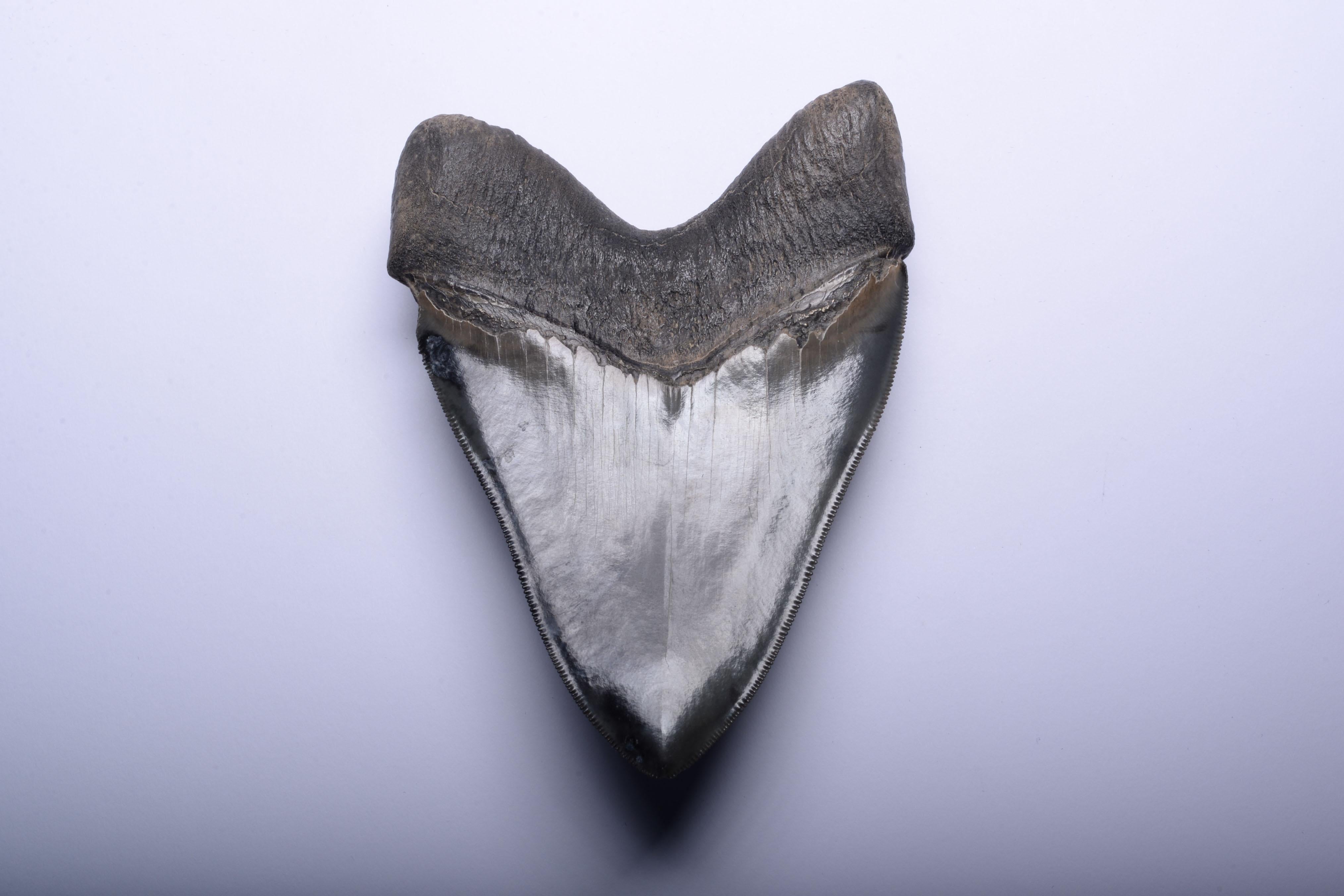 American Large Megalodon Tooth Fossil