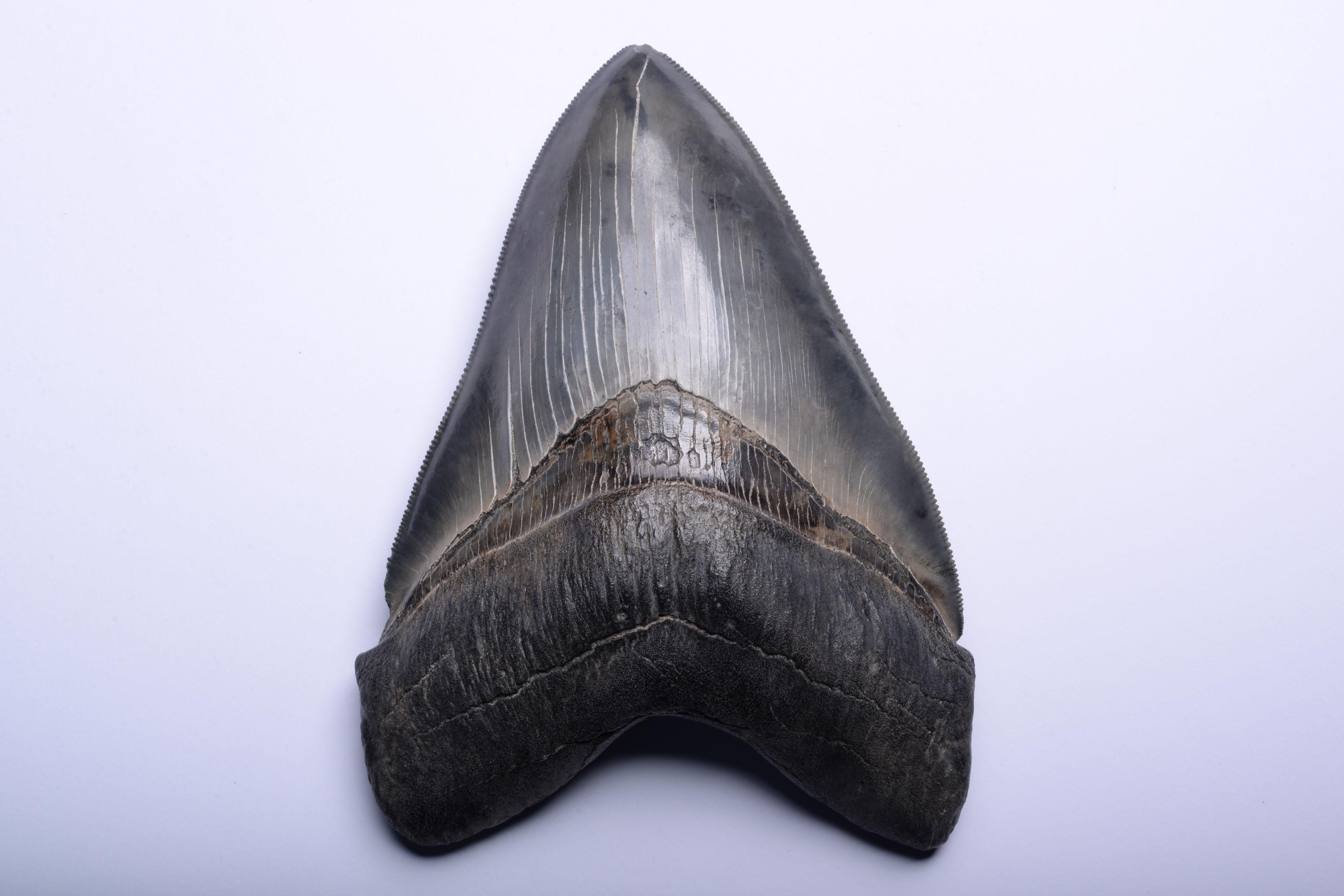 Stone Large Megalodon Tooth Fossil