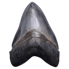 Antique Large Megalodon Tooth Fossil