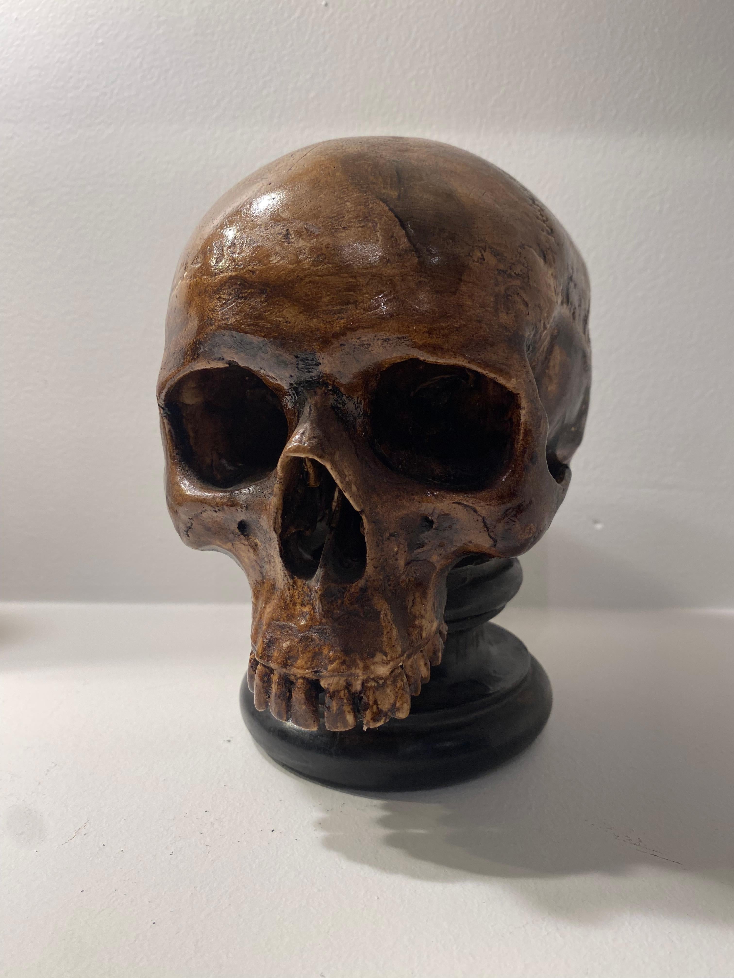 Exceptional French sculpture of a human skull,
warm Brown colored Terracotta with a good,old patina,
mounted on a black base,
nice and refined sculpting with an eye for detail,
very decorative and powerful object, to complete your Cabinet de