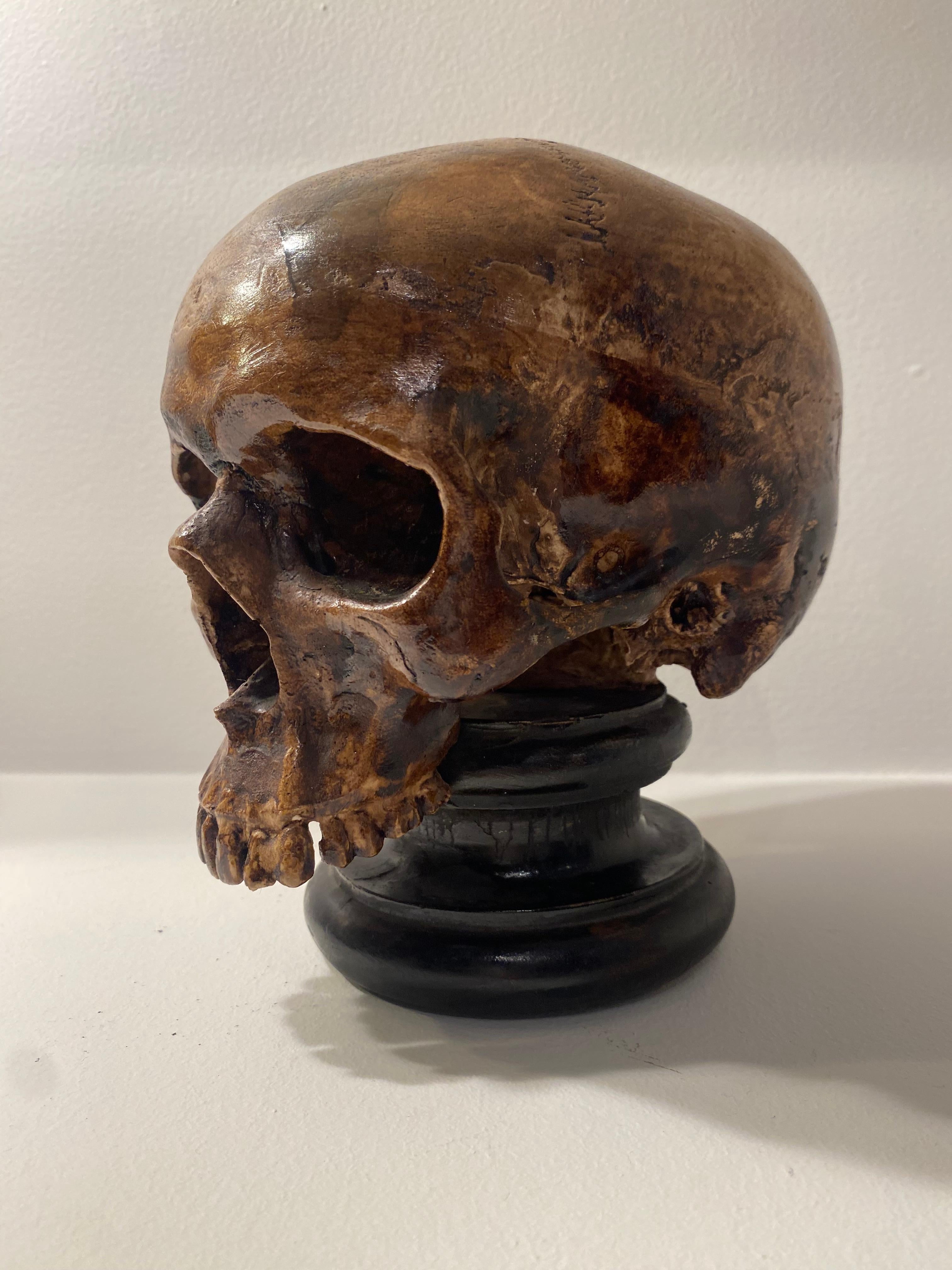  Exceptional Terracotta Skull In Good Condition For Sale In Schellebelle, BE