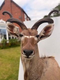 Exceptional Vintage Greater Kudu Taxidermy Shoulder Mount with Magnificent Horns