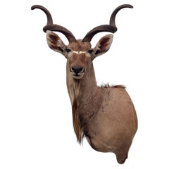 Exceptional Vintage Greater Kudu Taxidermy Shoulder Mount with Magnificent Horns