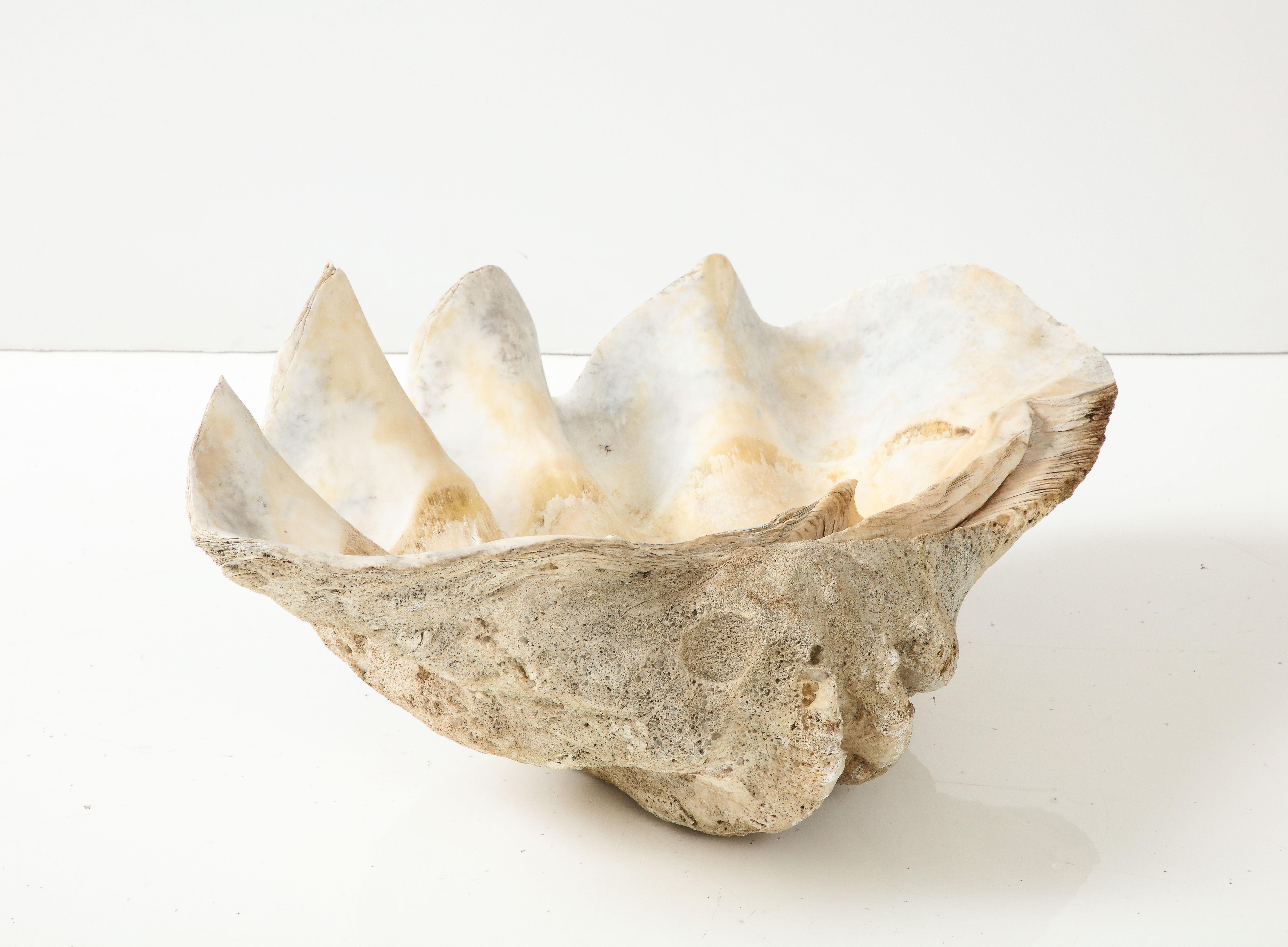 Exceptionnel grand coquillage ancien « Tridacna Gigas » « Giant Clam », océan Pacifique 3