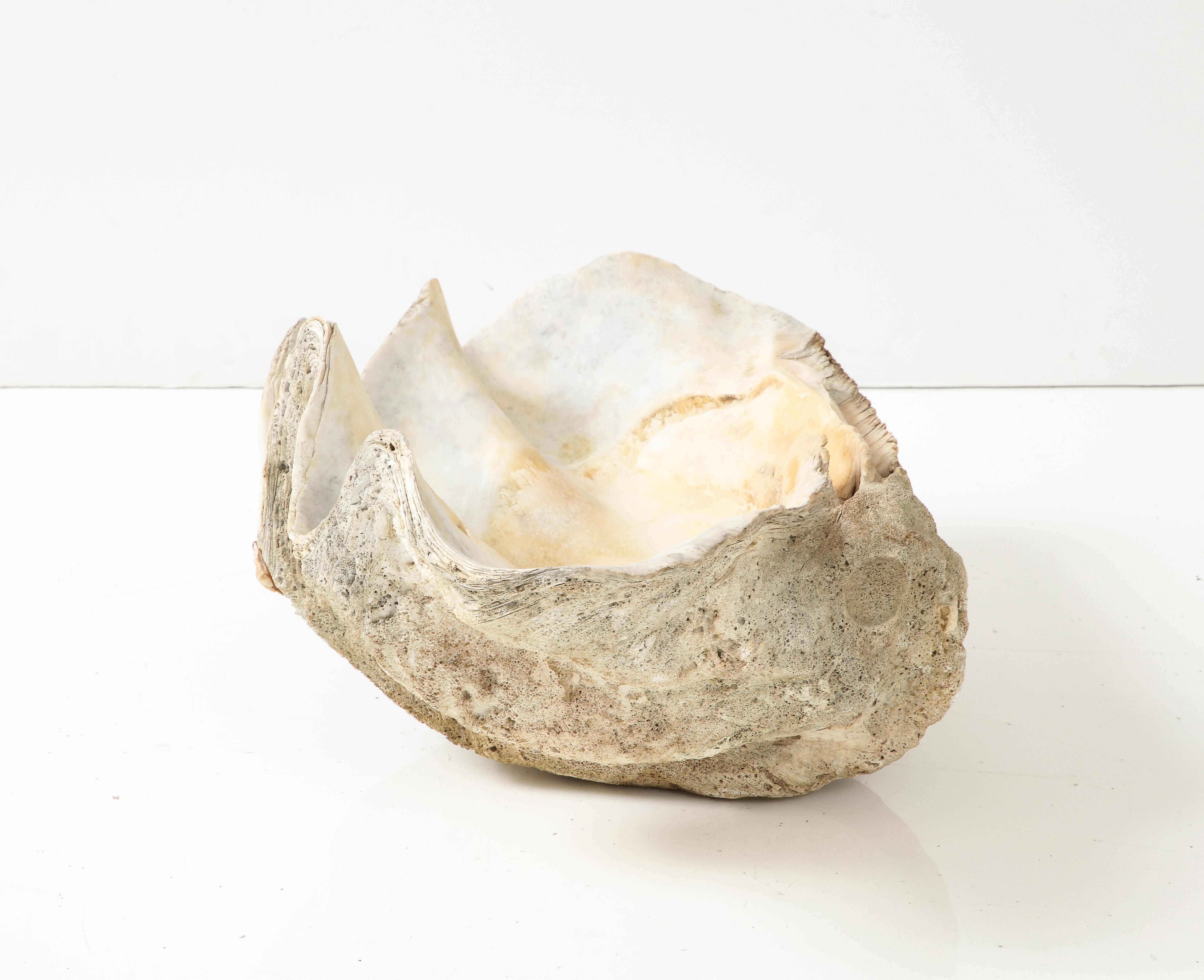 Exceptionnel grand coquillage ancien « Tridacna Gigas » « Giant Clam », océan Pacifique 4