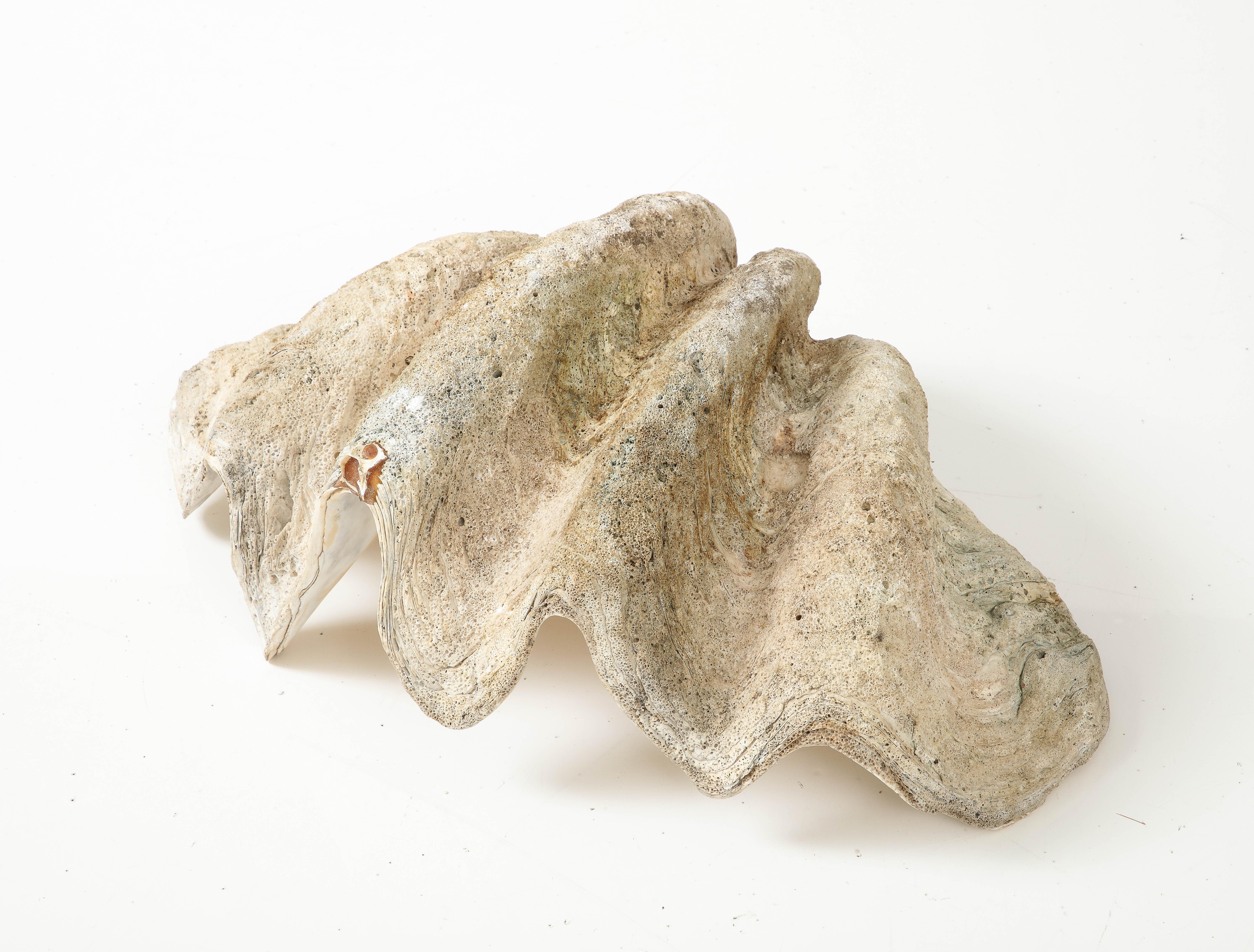 Exceptionnel grand coquillage ancien « Tridacna Gigas » « Giant Clam », océan Pacifique 8