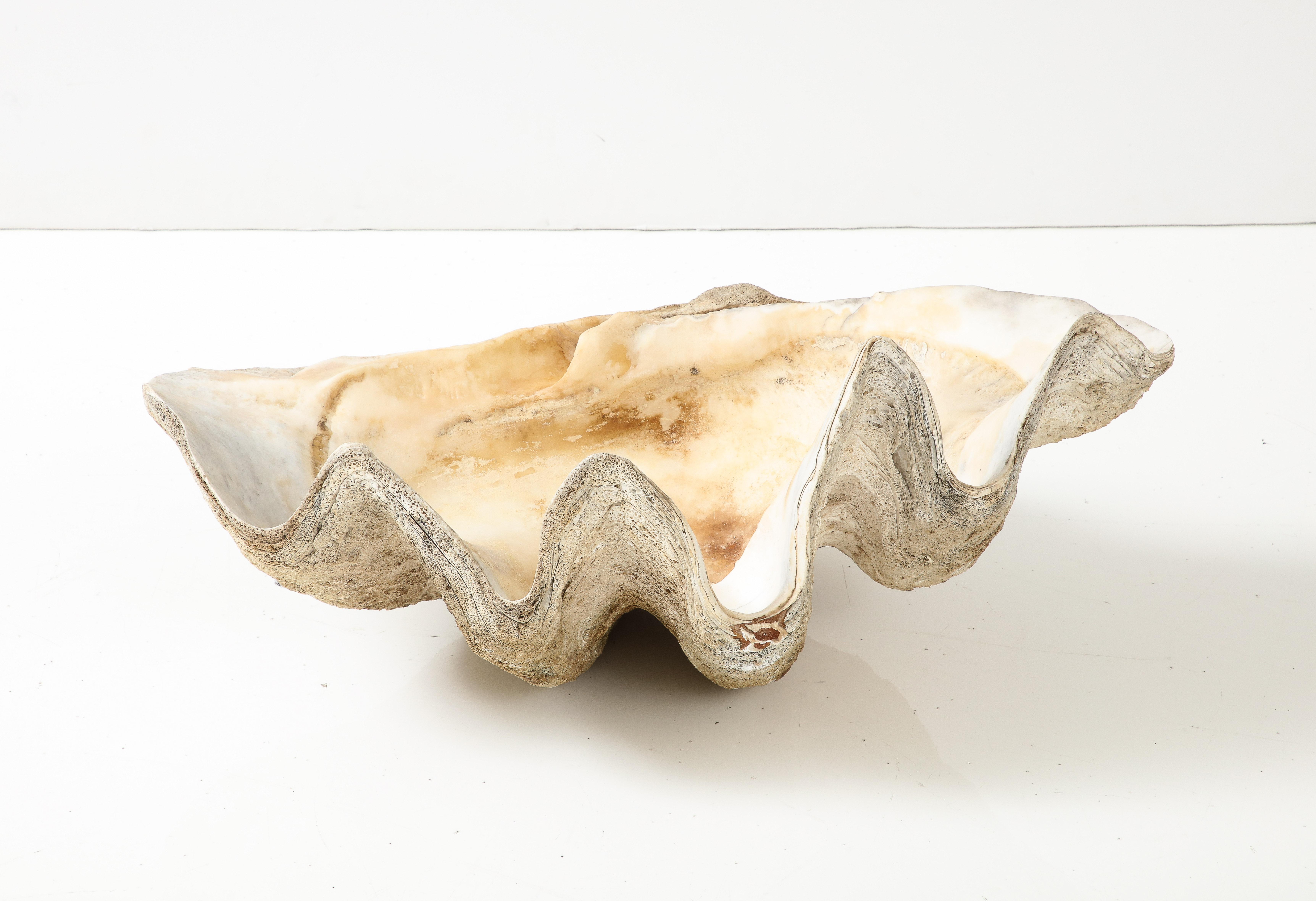 Exceptionally Large Antique 'Tridacna Gigas' (Giant Clam) Shell, Pacific Ocean
Mother of Pearl, Shell
H: 12 D: 19.5 W: 30.75 in

Pacific Ocean, Indian Ocean, South Africa, Asia.