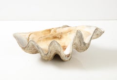 Exceptionally Large Antique 'Tridacna Gigas' 'Giant Clam' Shell, Pacific Ocean