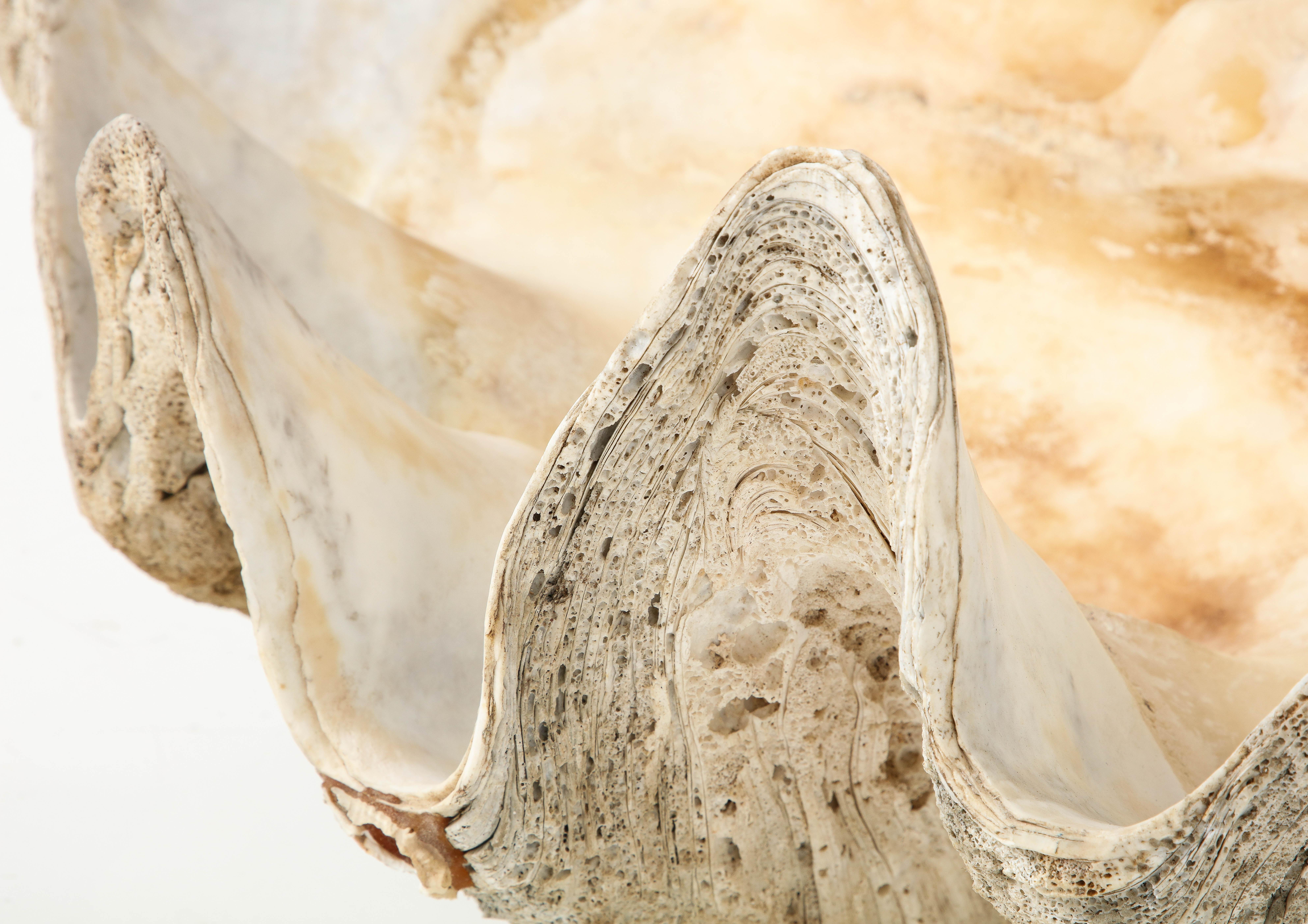 Autre Exceptionnel grand coquillage ancien « Tridacna Gigas » « Giant Clam », océan Pacifique