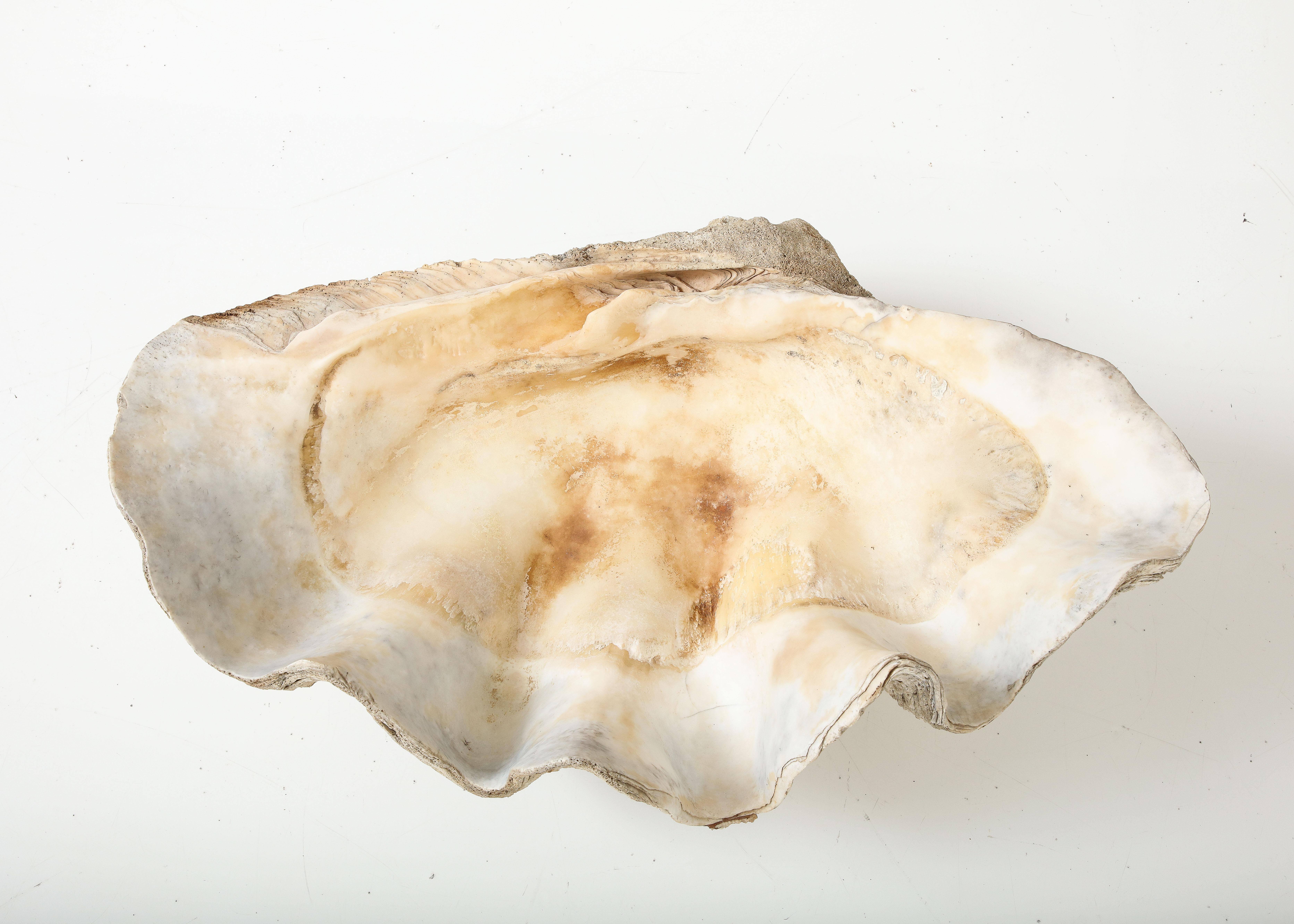 giant clam pearl