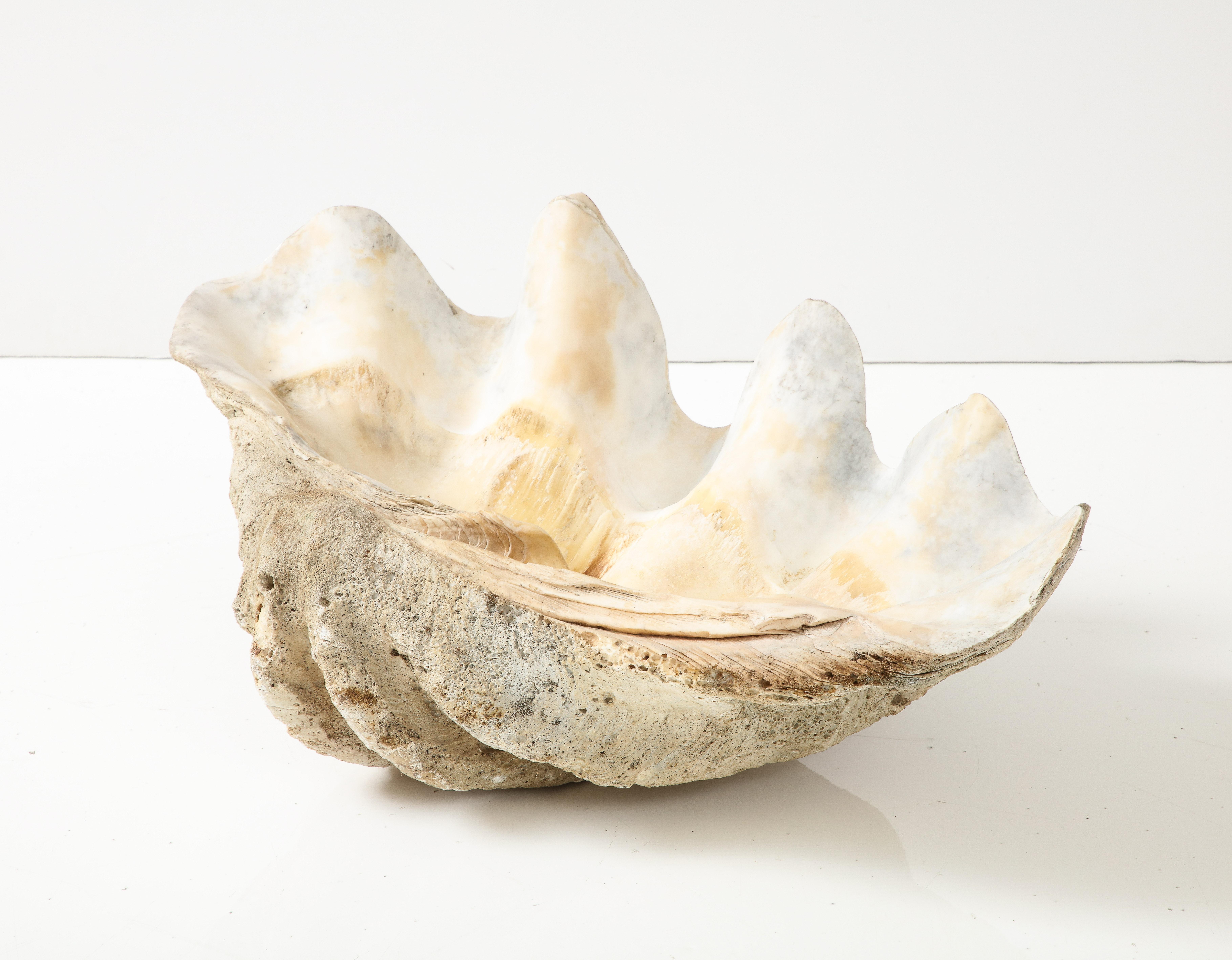 Coquillage Exceptionnel grand coquillage ancien « Tridacna Gigas » « Giant Clam », océan Pacifique