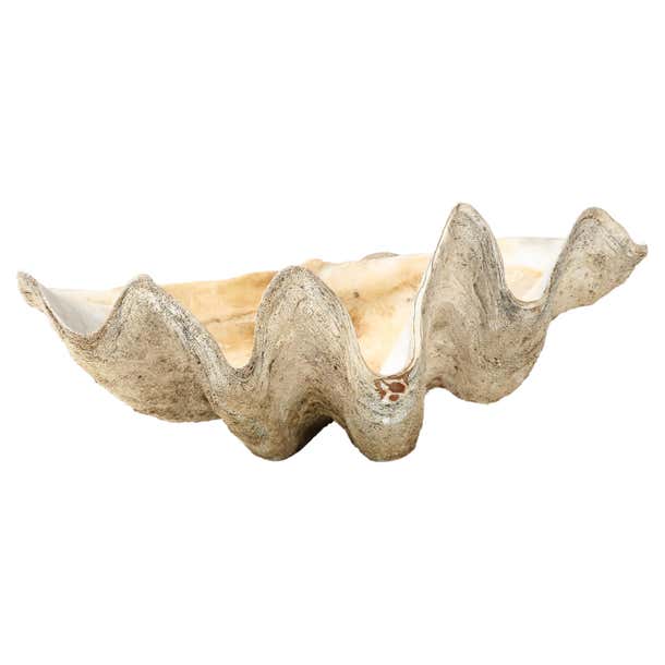 Exceptionally Large Antique 'Tridacna Gigas' 'Giant Clam' Shell ...
