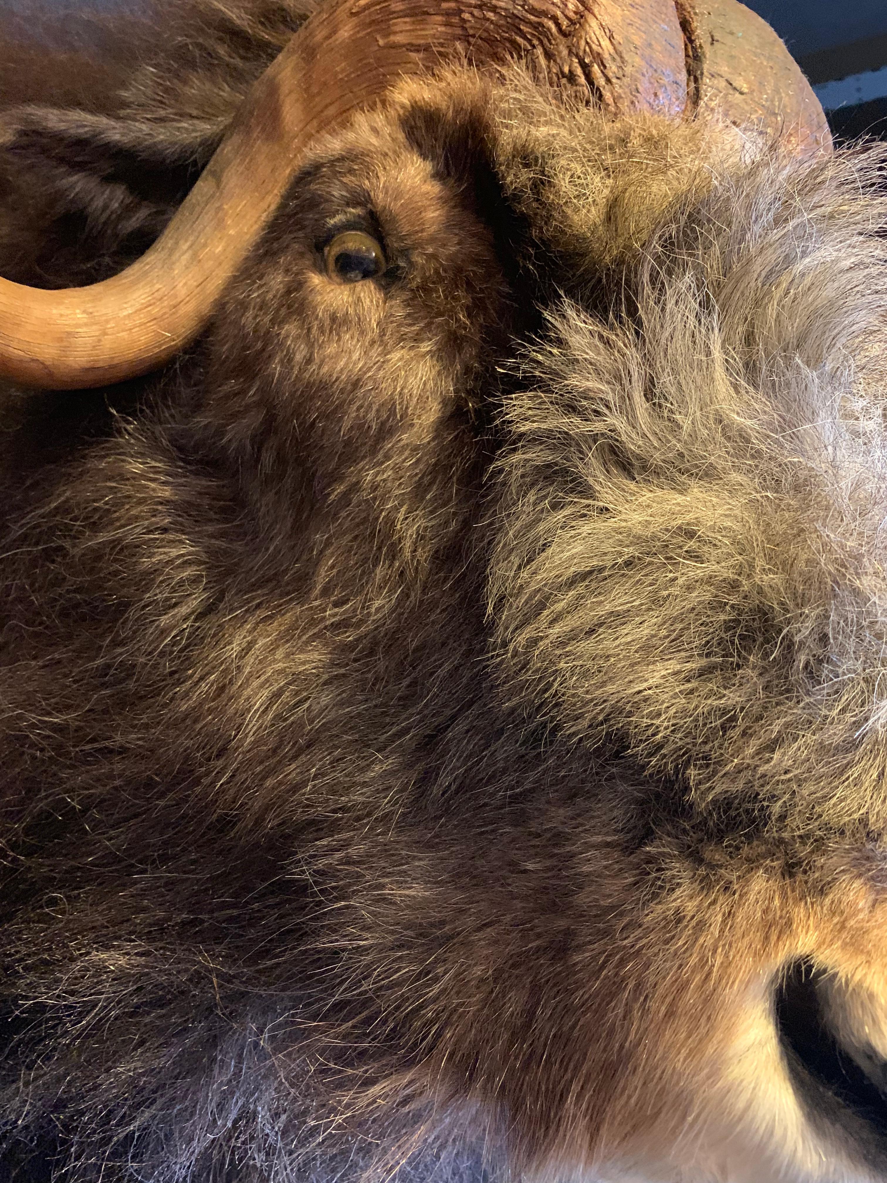 Exclusive Piece of Taxidermy Musk Ox 2