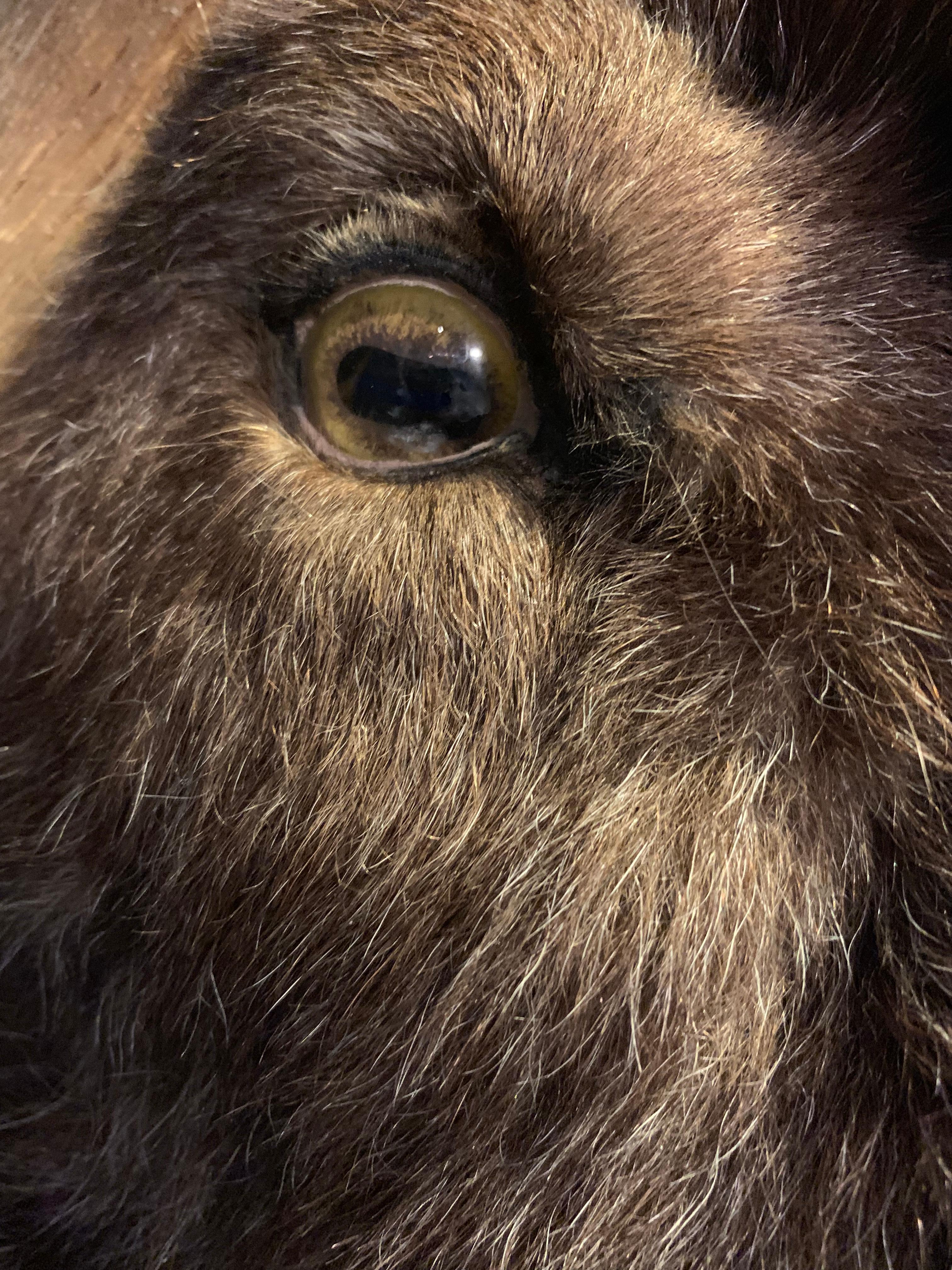Exclusive Piece of Taxidermy Musk Ox 3