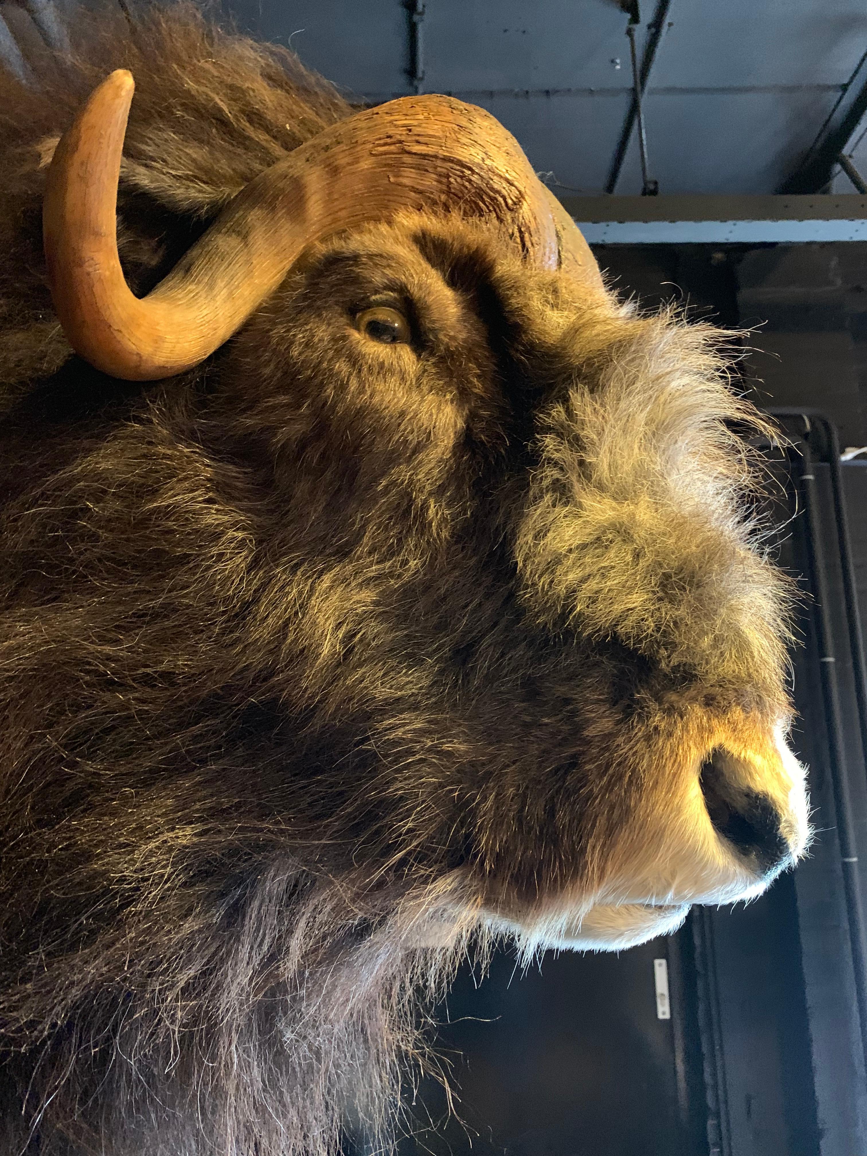Exclusive Piece of Taxidermy Musk Ox 4