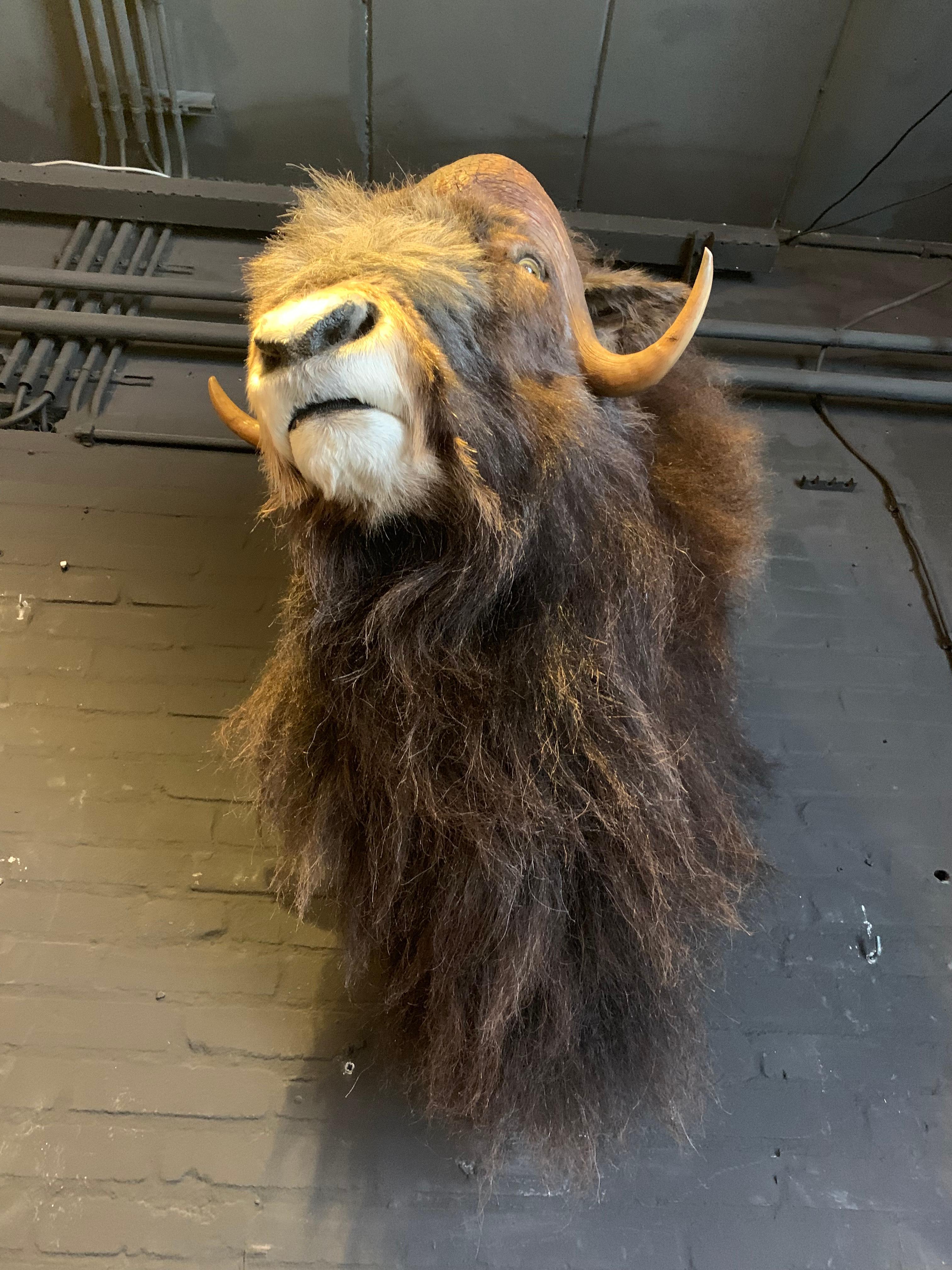 Exclusive Piece of Taxidermy Musk Ox 5