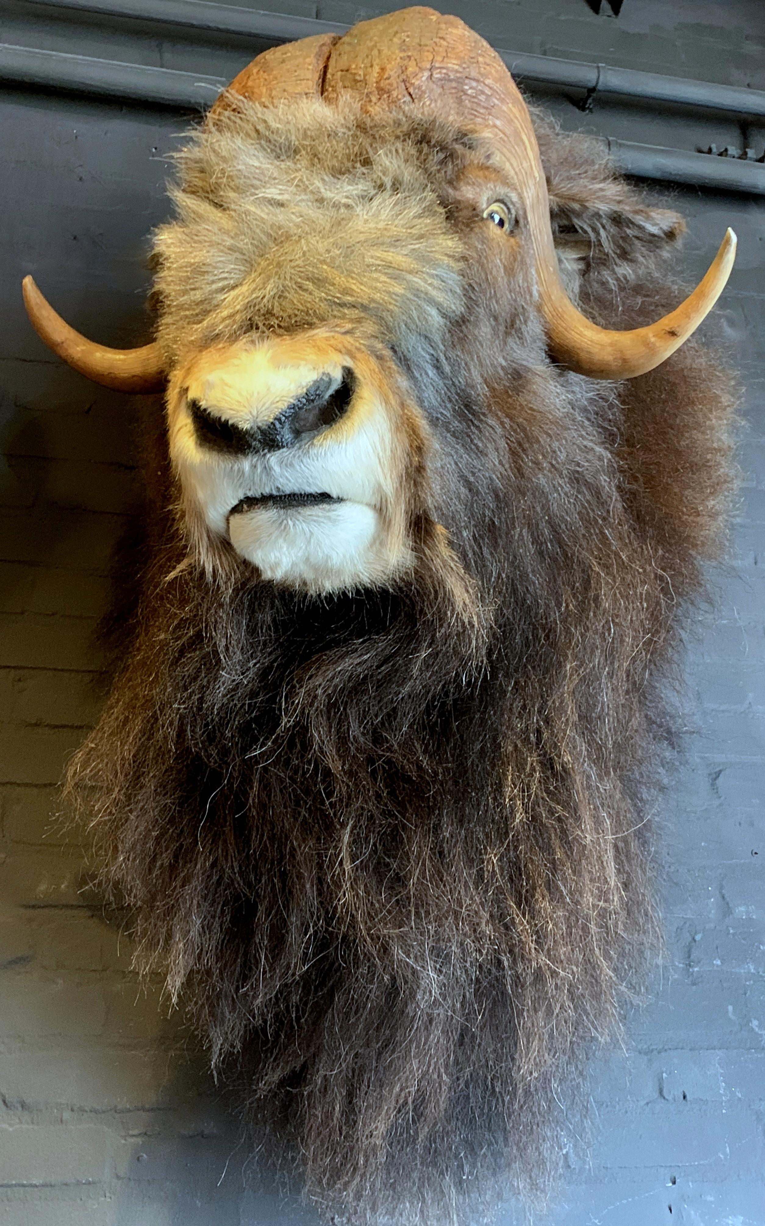 Exclusive Piece of Taxidermy Musk Ox 7