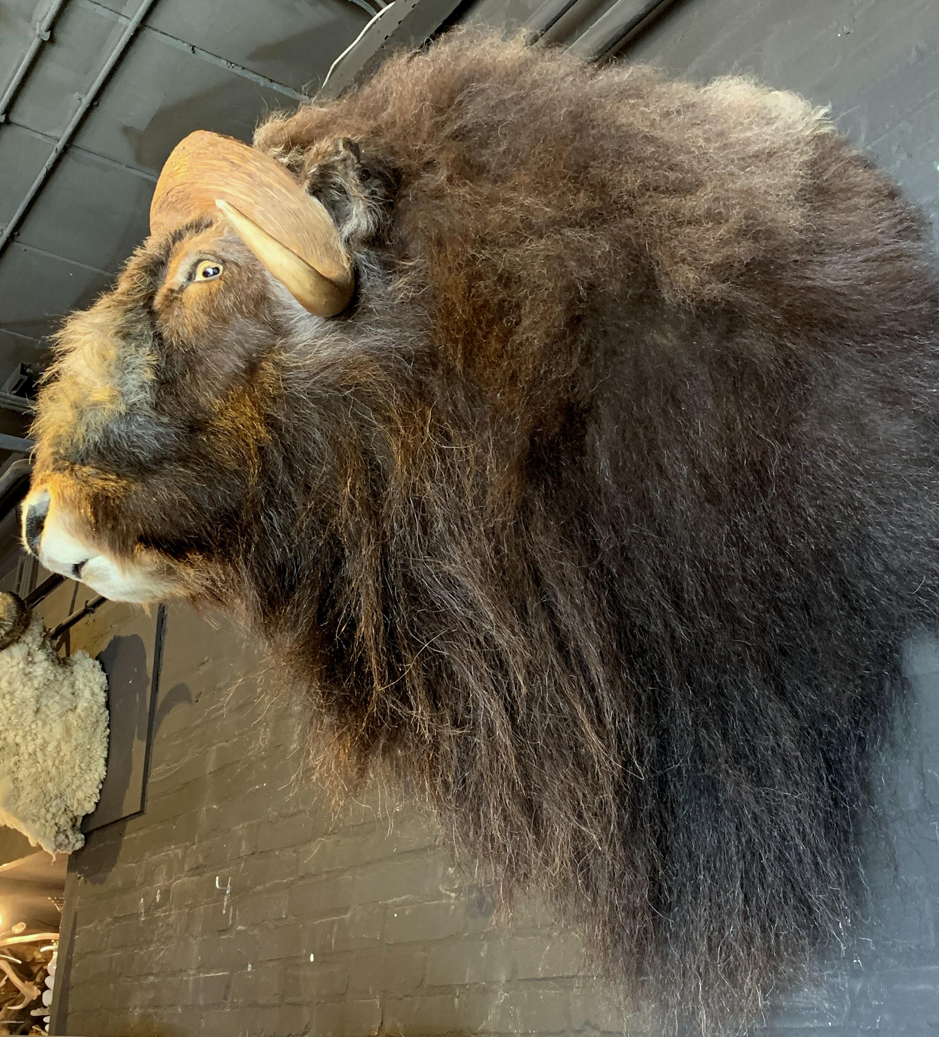 Exclusive Piece of Taxidermy Musk Ox 8