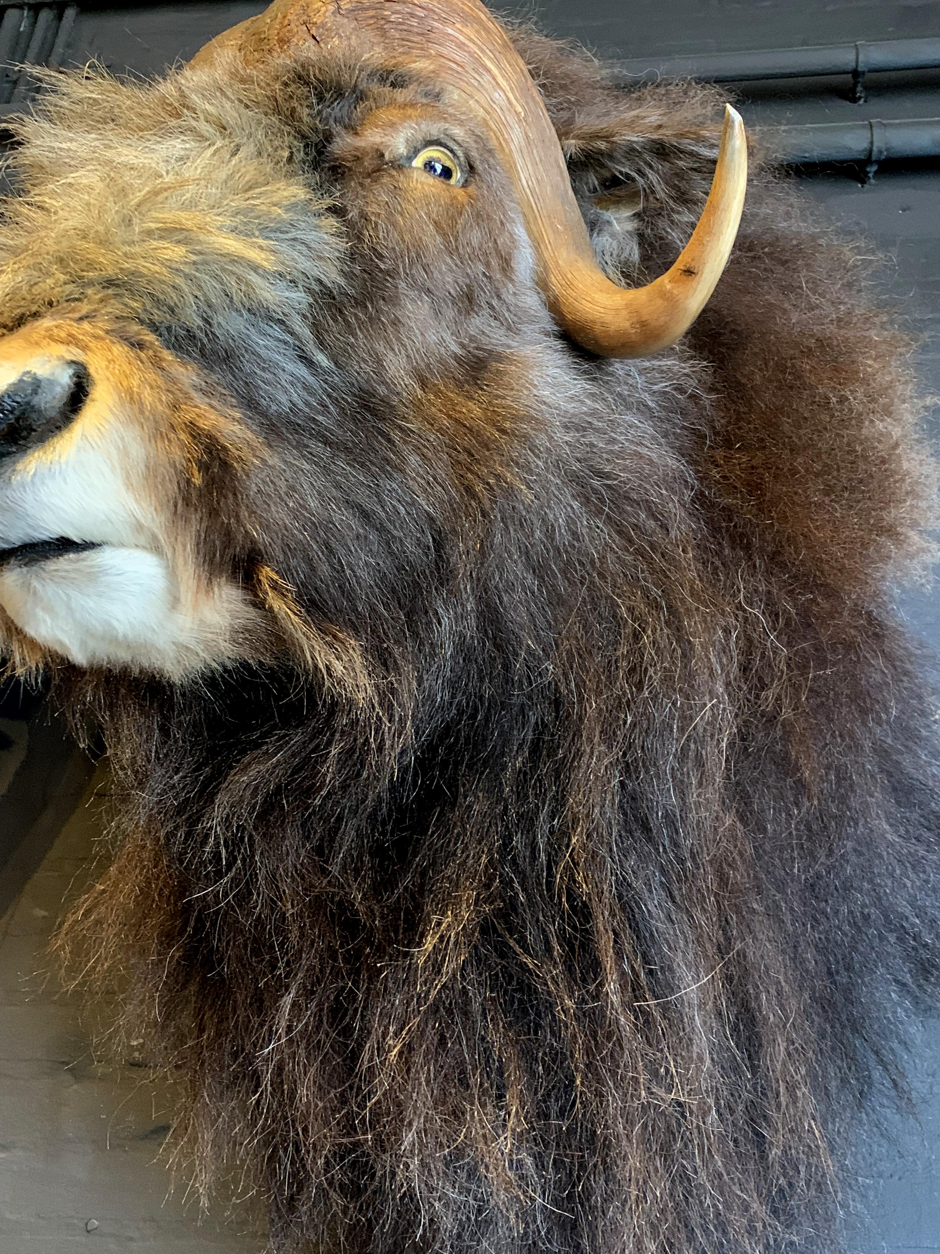 Exclusive Piece of Taxidermy Musk Ox 9