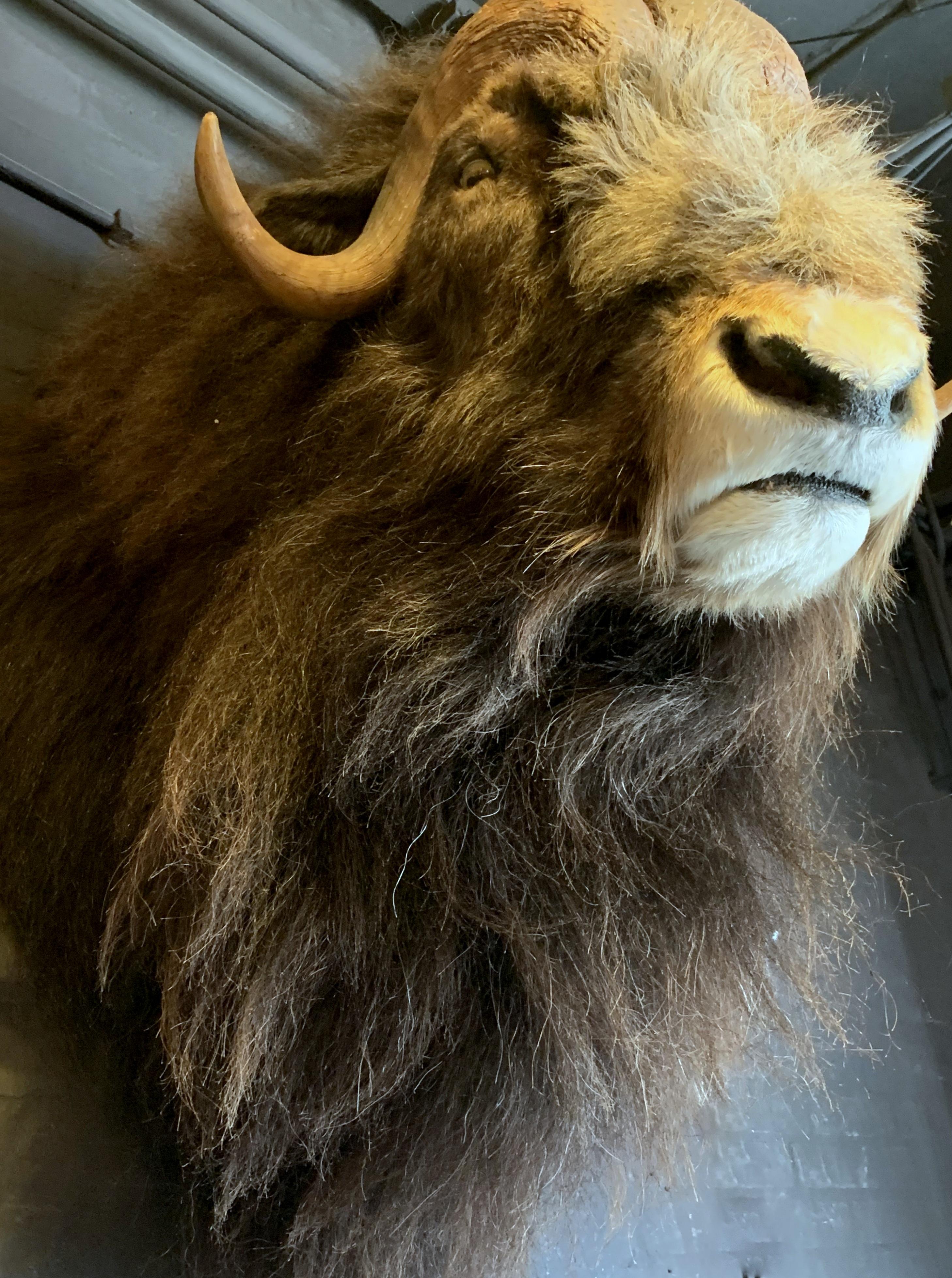 Exclusive Piece of Taxidermy Musk Ox 10