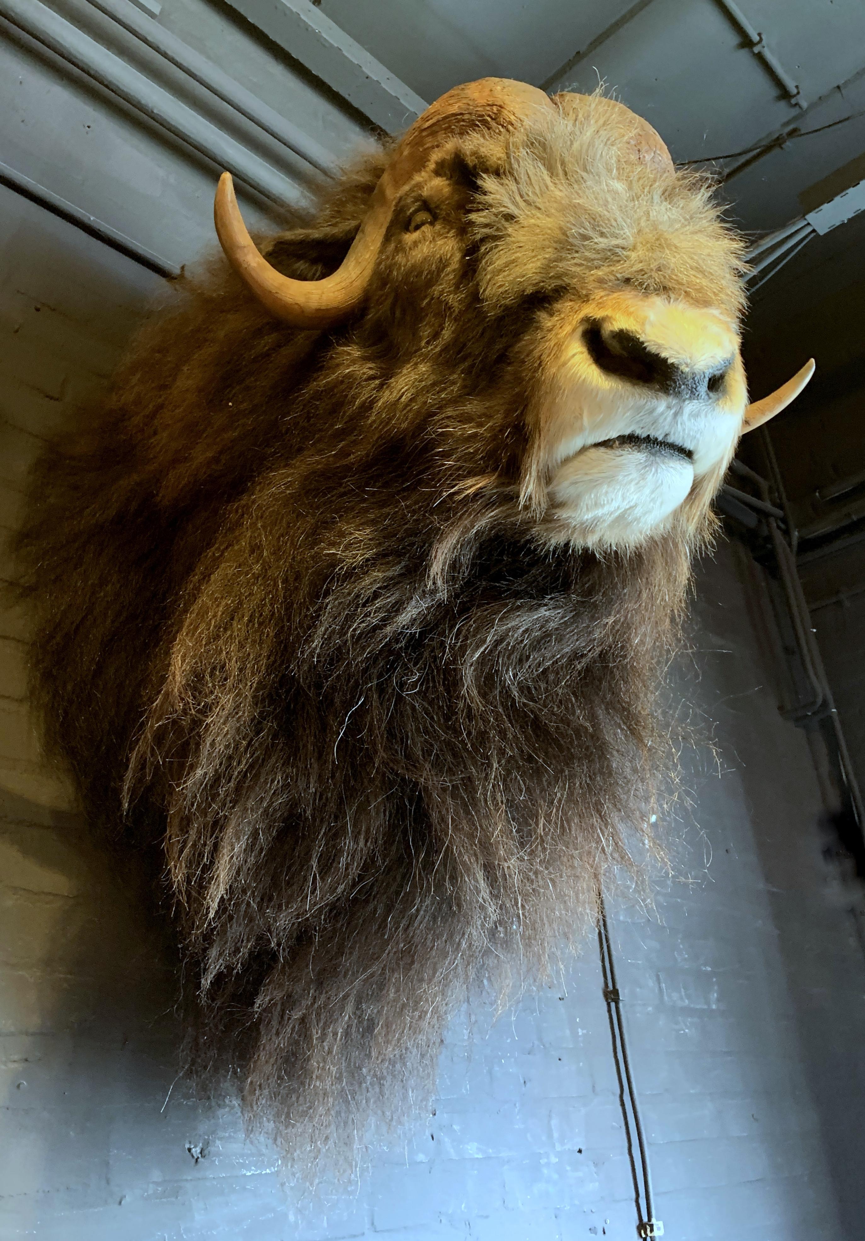 Exclusive Piece of Taxidermy Musk Ox 11