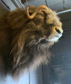 Exclusive Piece of Taxidermy Musk Ox