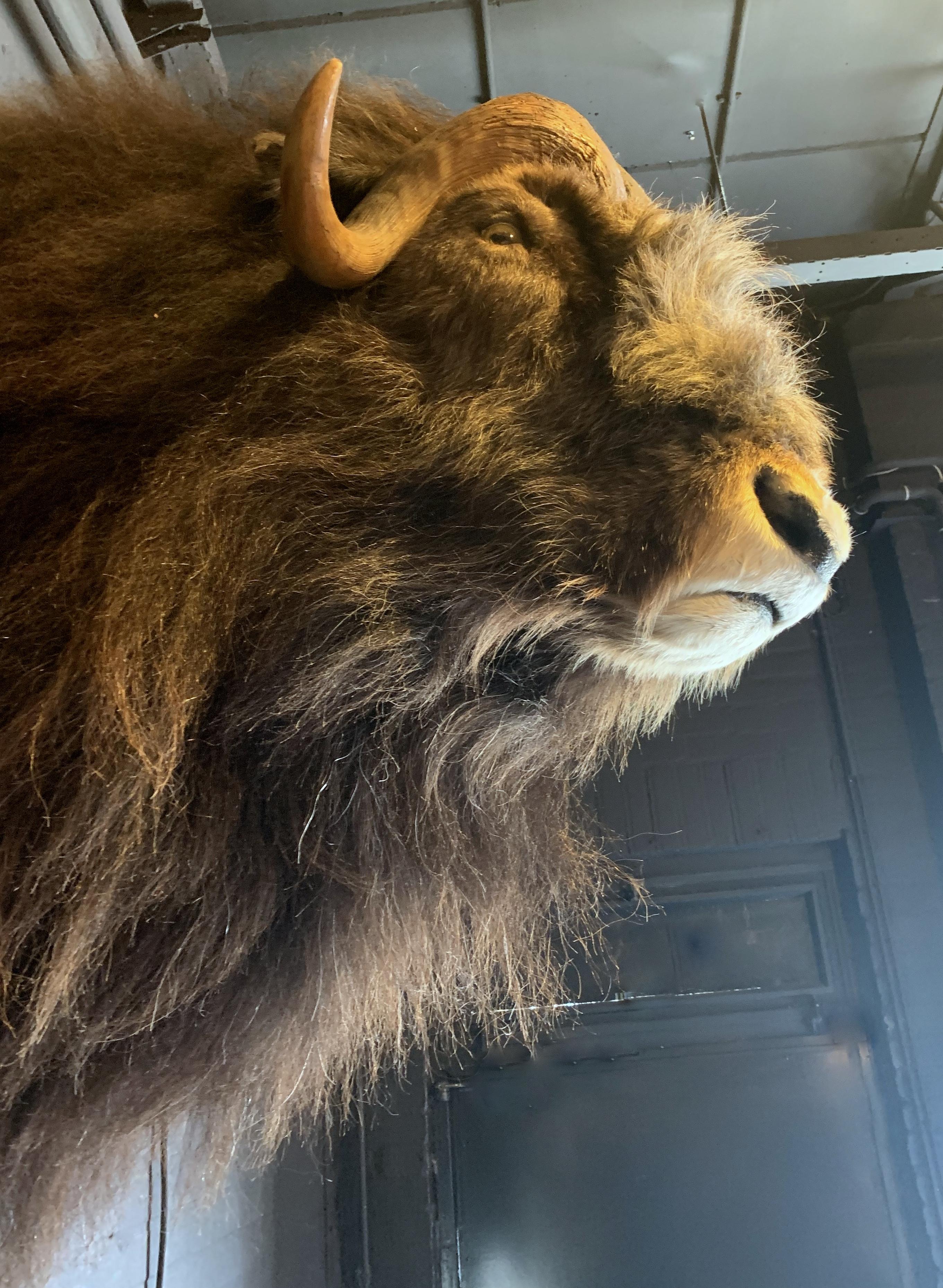 muskox taxidermy