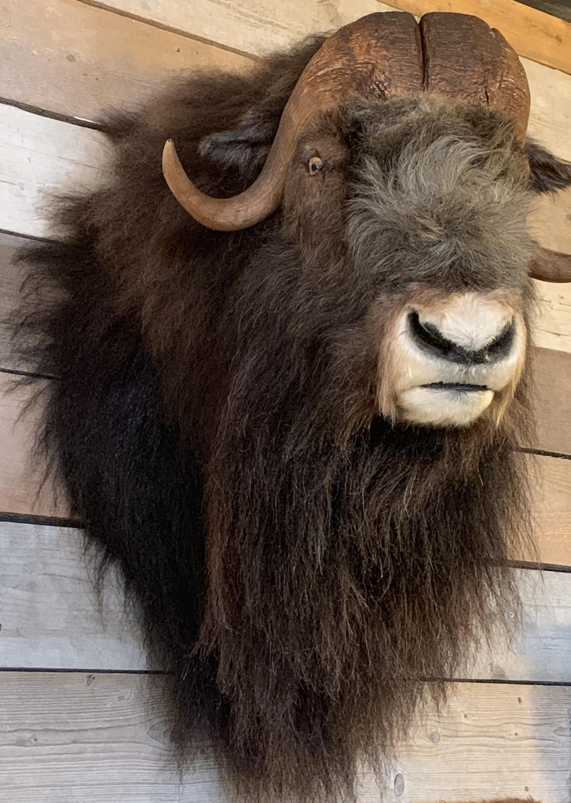 musk ox png
