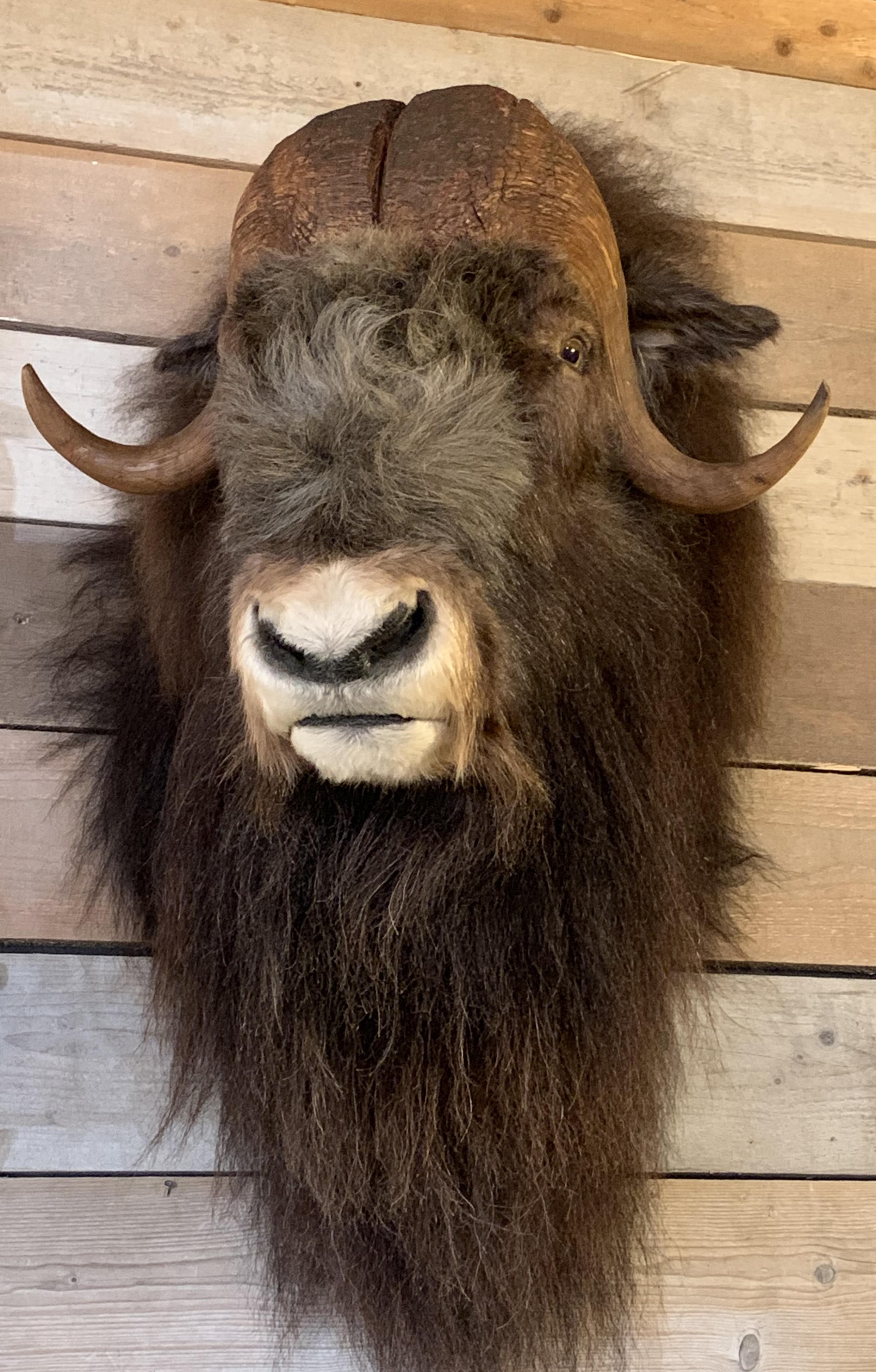 Greenlandic Exclusive Piece of Taxidermy Musk Ox