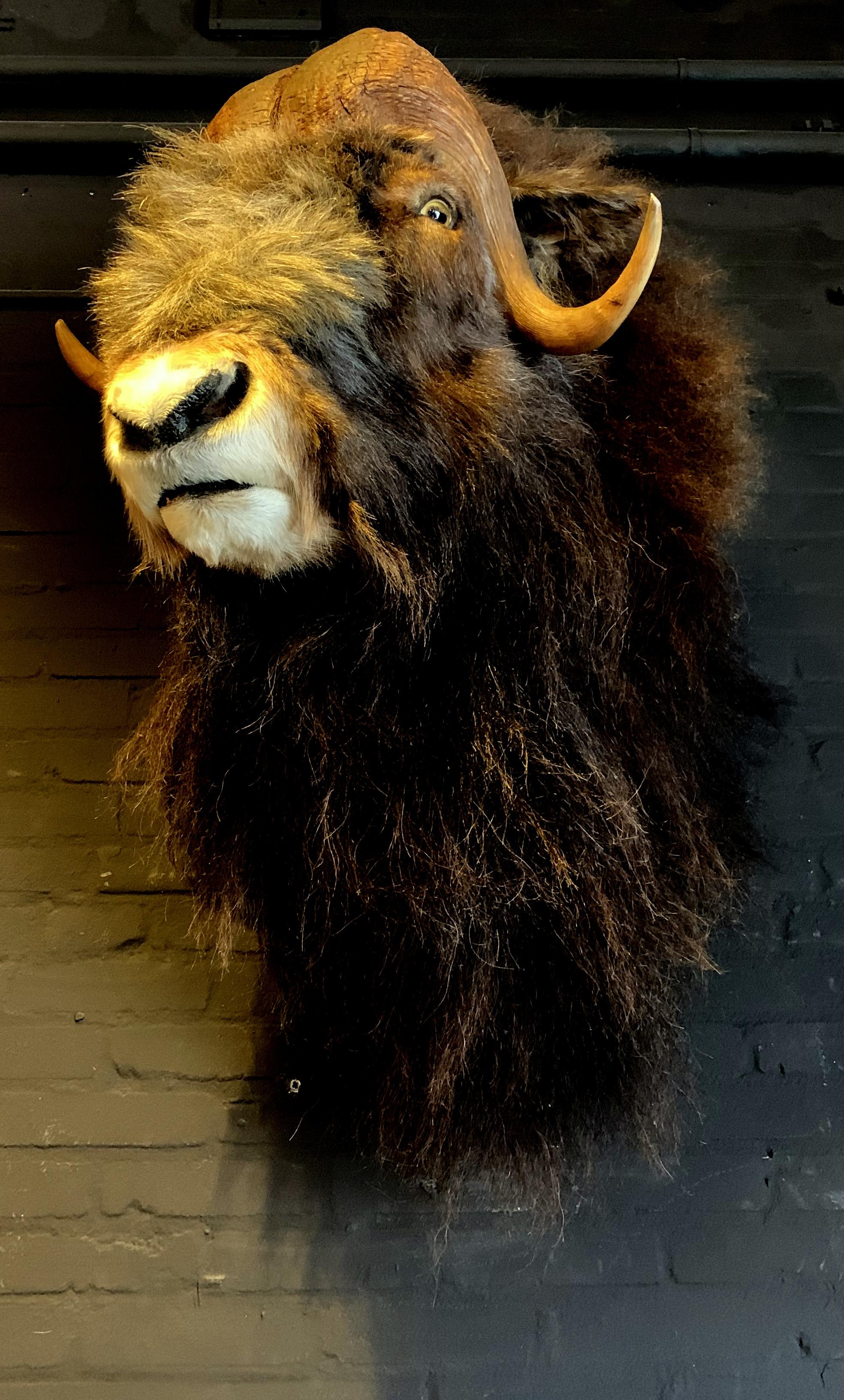 Exclusive Piece of Taxidermy Musk Ox In Excellent Condition In Eindhoven, NL