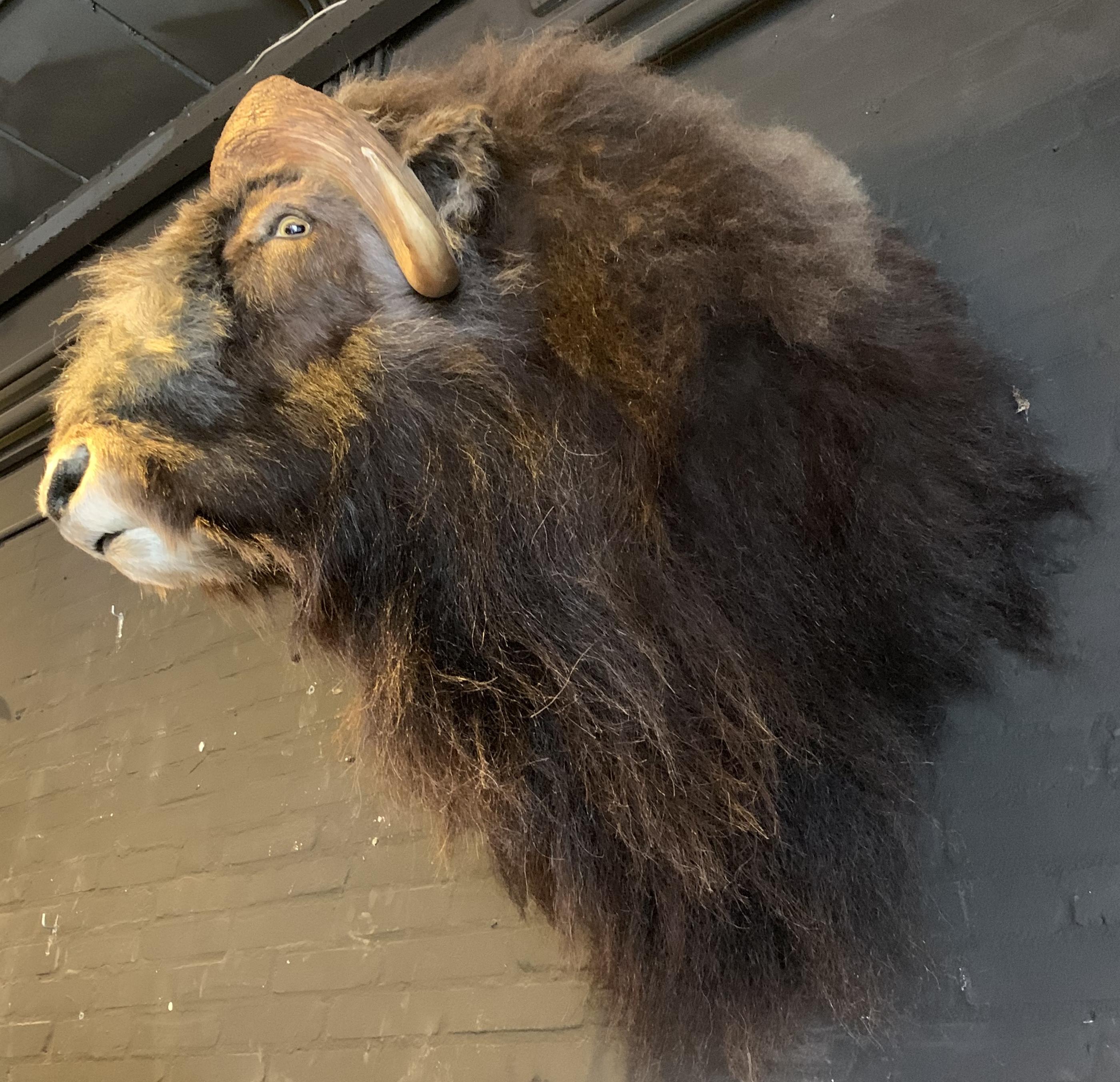 Contemporary Exclusive Piece of Taxidermy Musk Ox