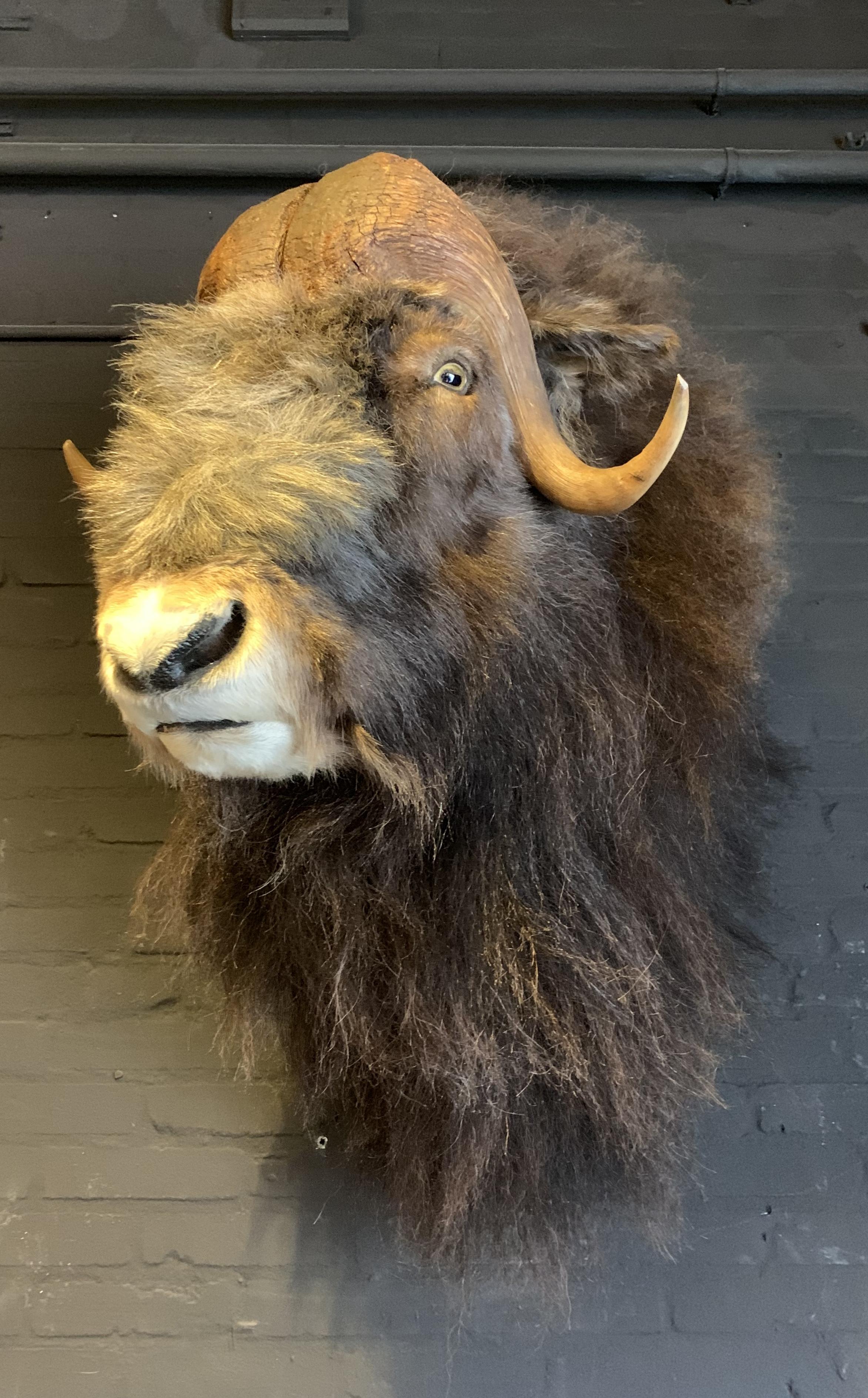 Animal Skin Exclusive Piece of Taxidermy Musk Ox
