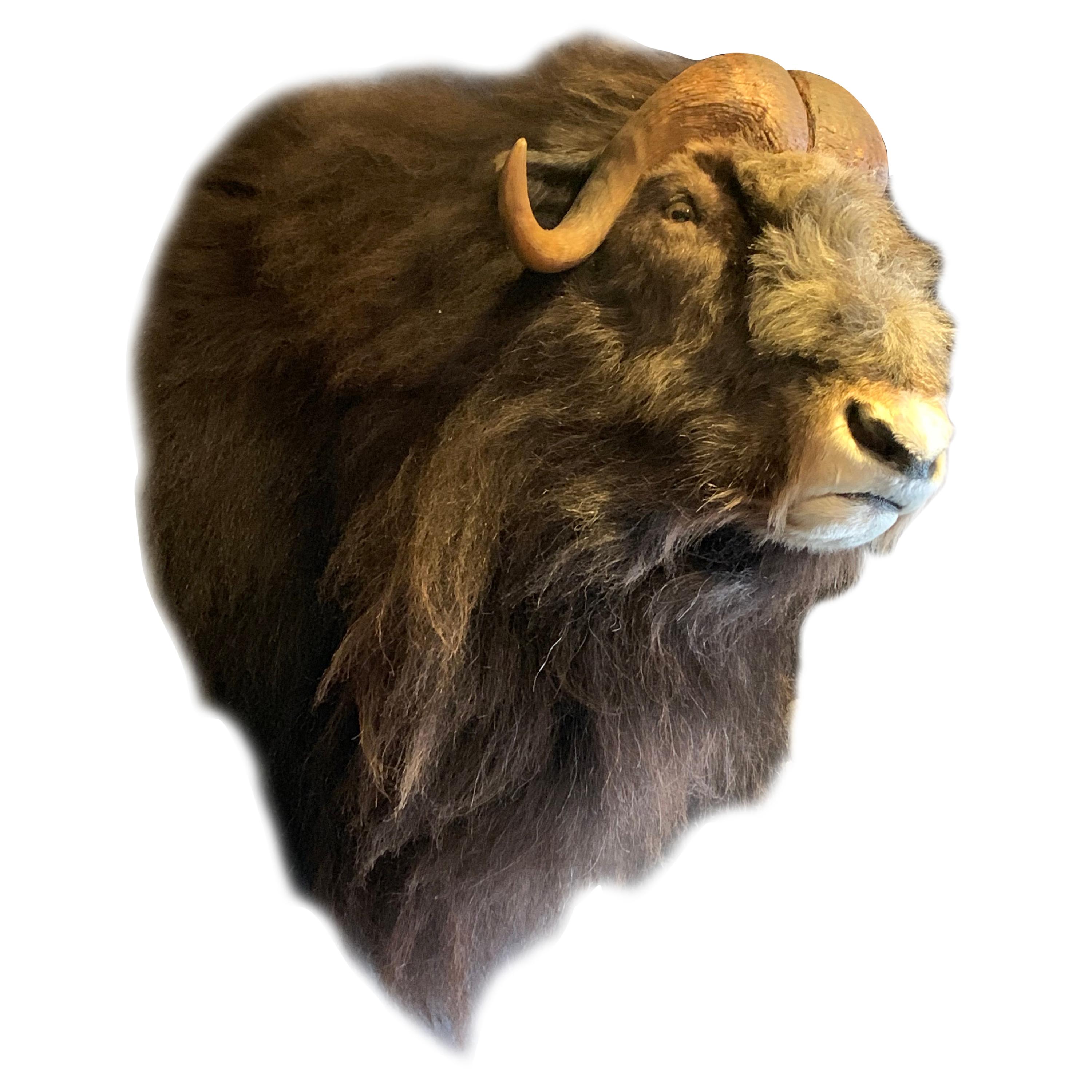 Exclusive Piece of Taxidermy Musk Ox