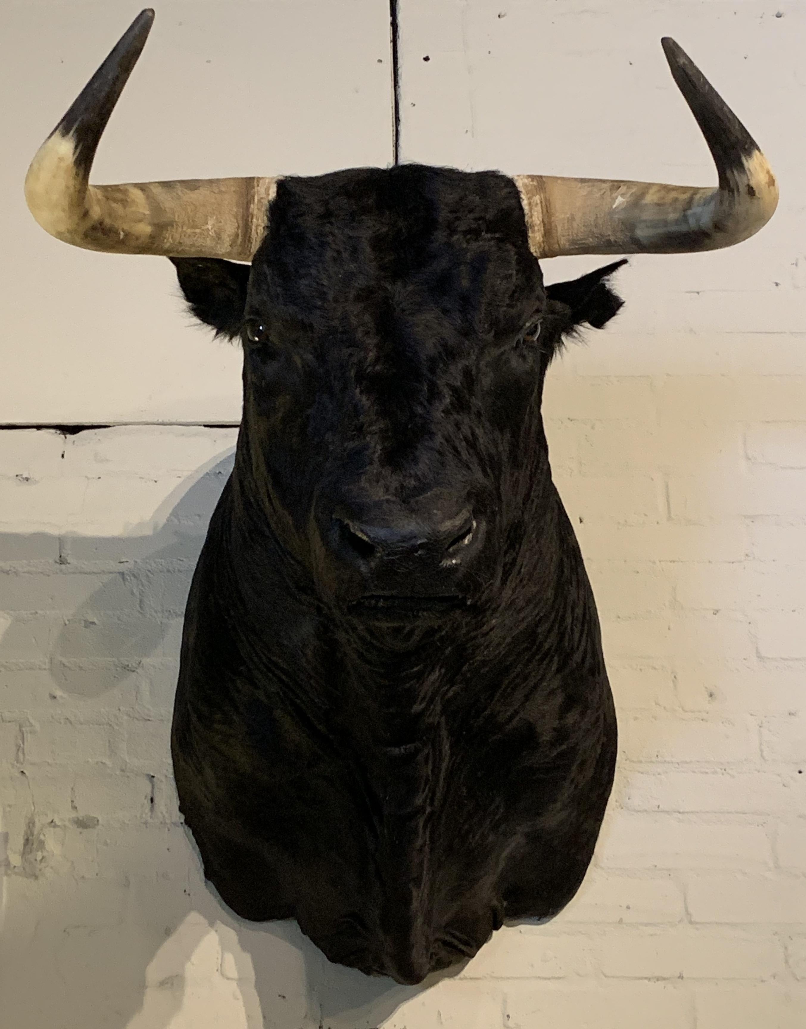 Exclusive taxidermy head of a Spanish fighting bull.
The head is made very lifelike. A real masterpiece of taxidermy.