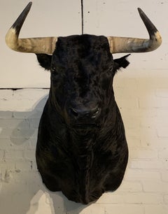 Exclusive Piece of Taxidermy Spanish Bulls Head