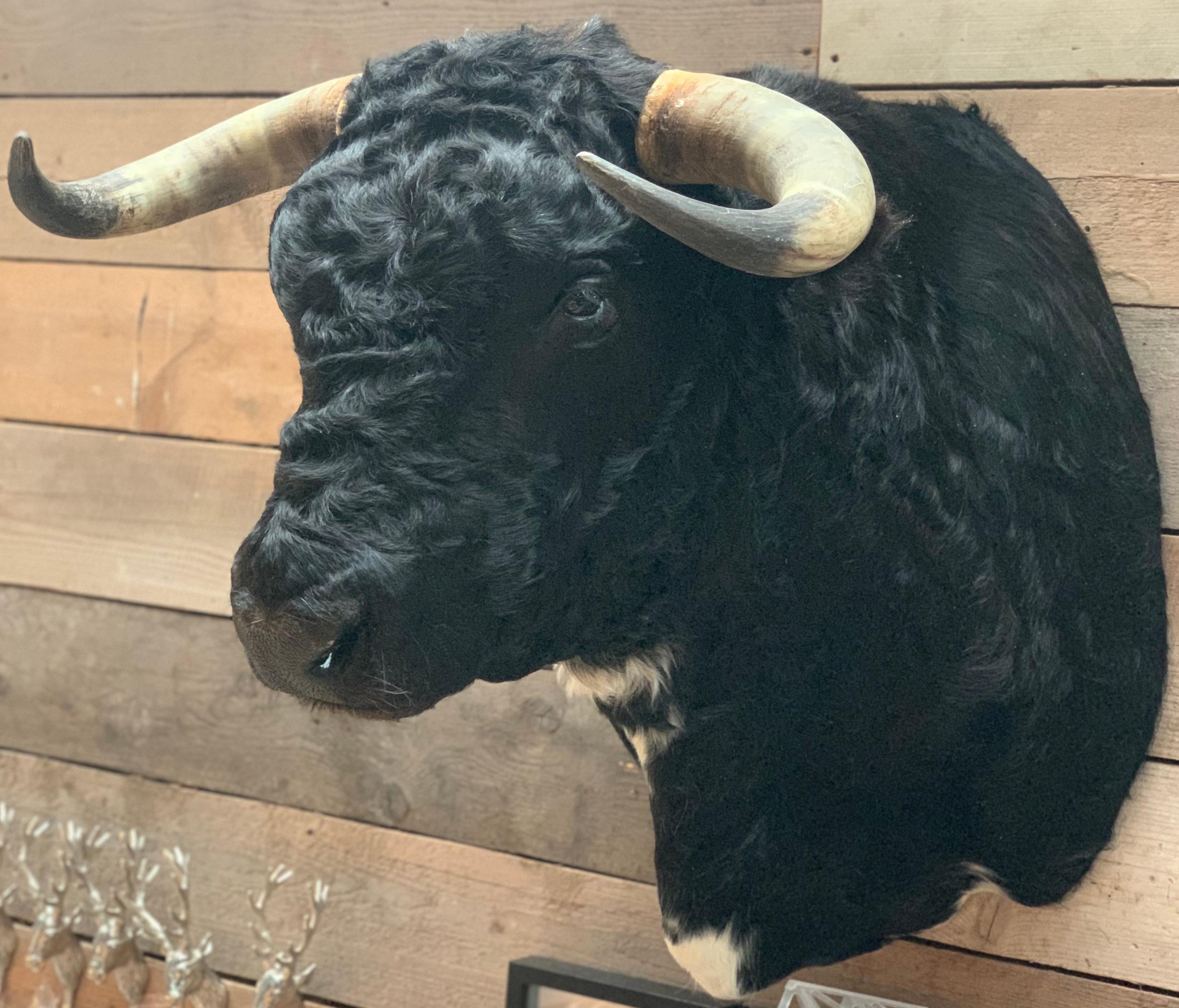 Exclusive taxidermy head of a Spanish fighting bull.
The head is made very lifelike. A real masterpiece of taxidermy.