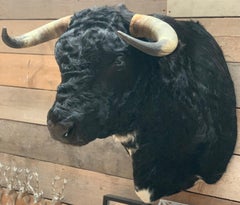 Exklusive Taxidermie eines spanischen Stierkopfes