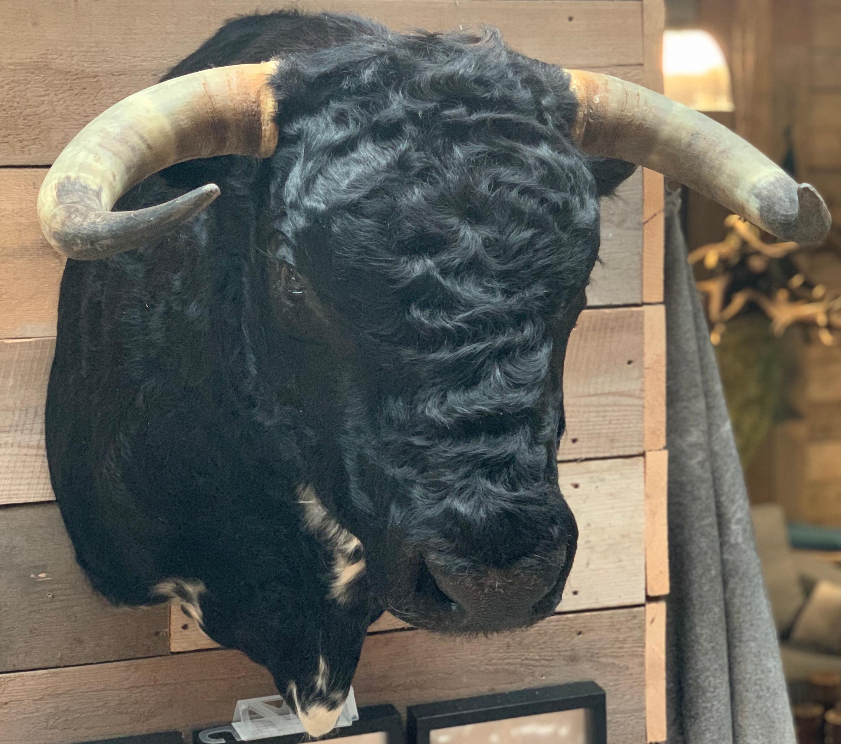 taxidermy bull head for sale